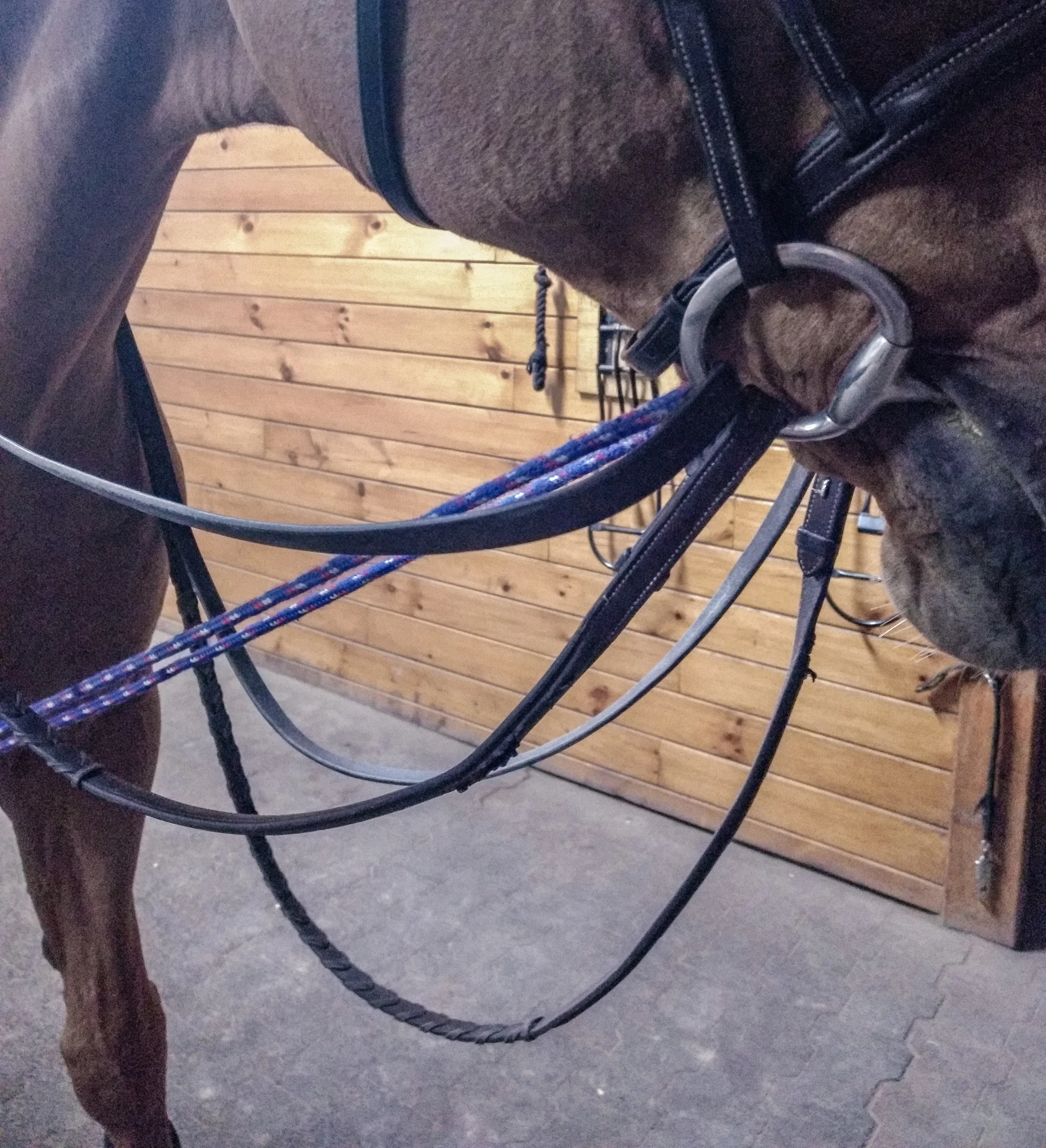 Draw Reins 2.jpg