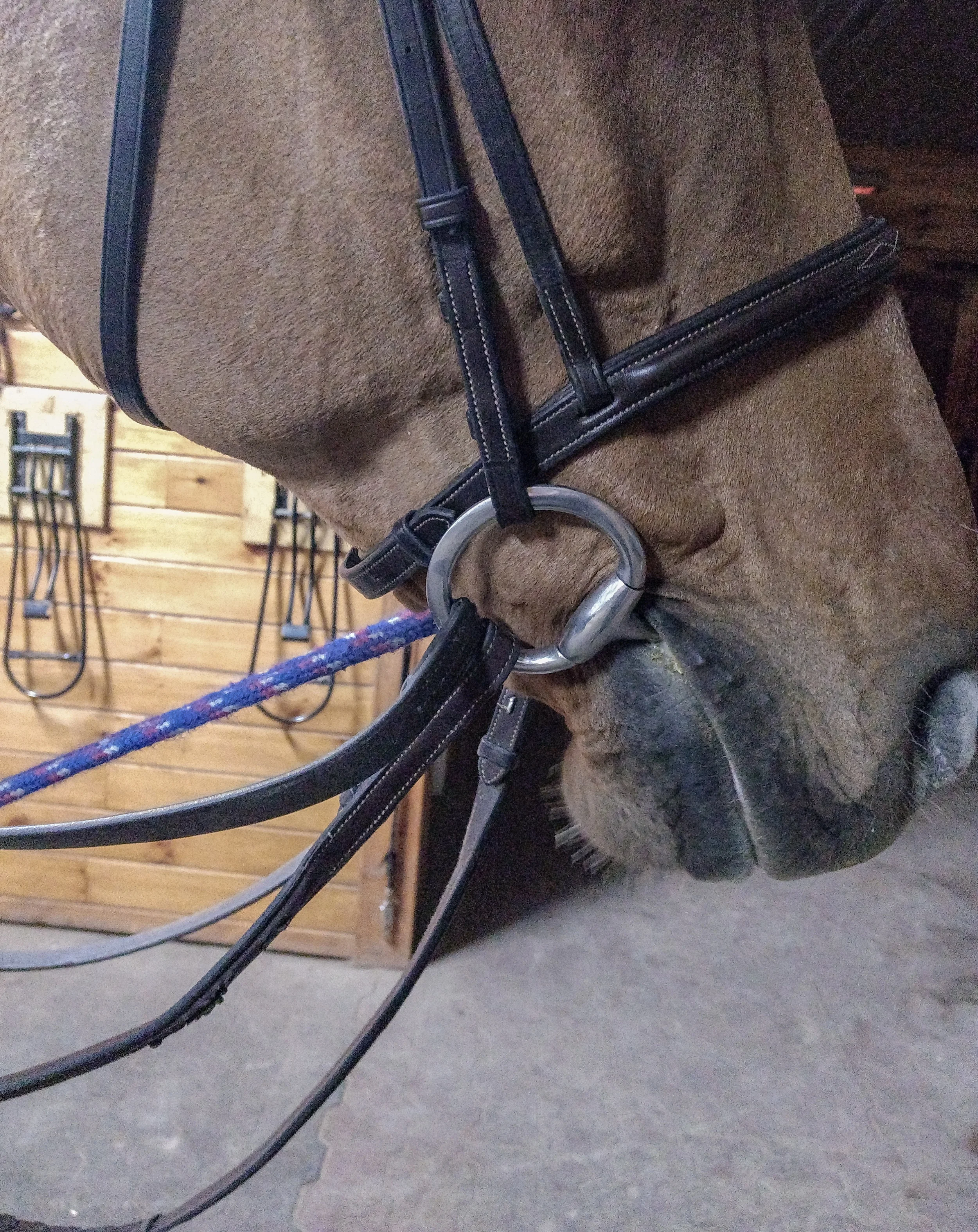 Draw Reins.jpg