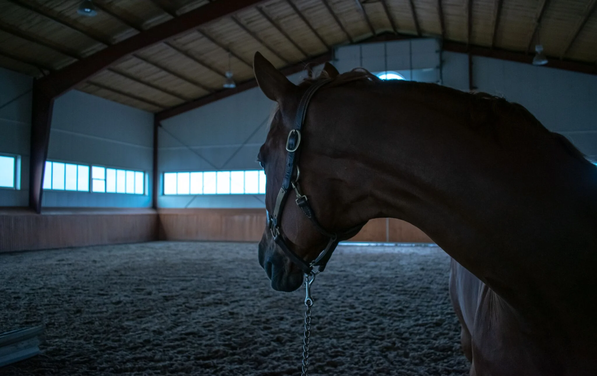 Weaving Horses — Pure Horse Sense