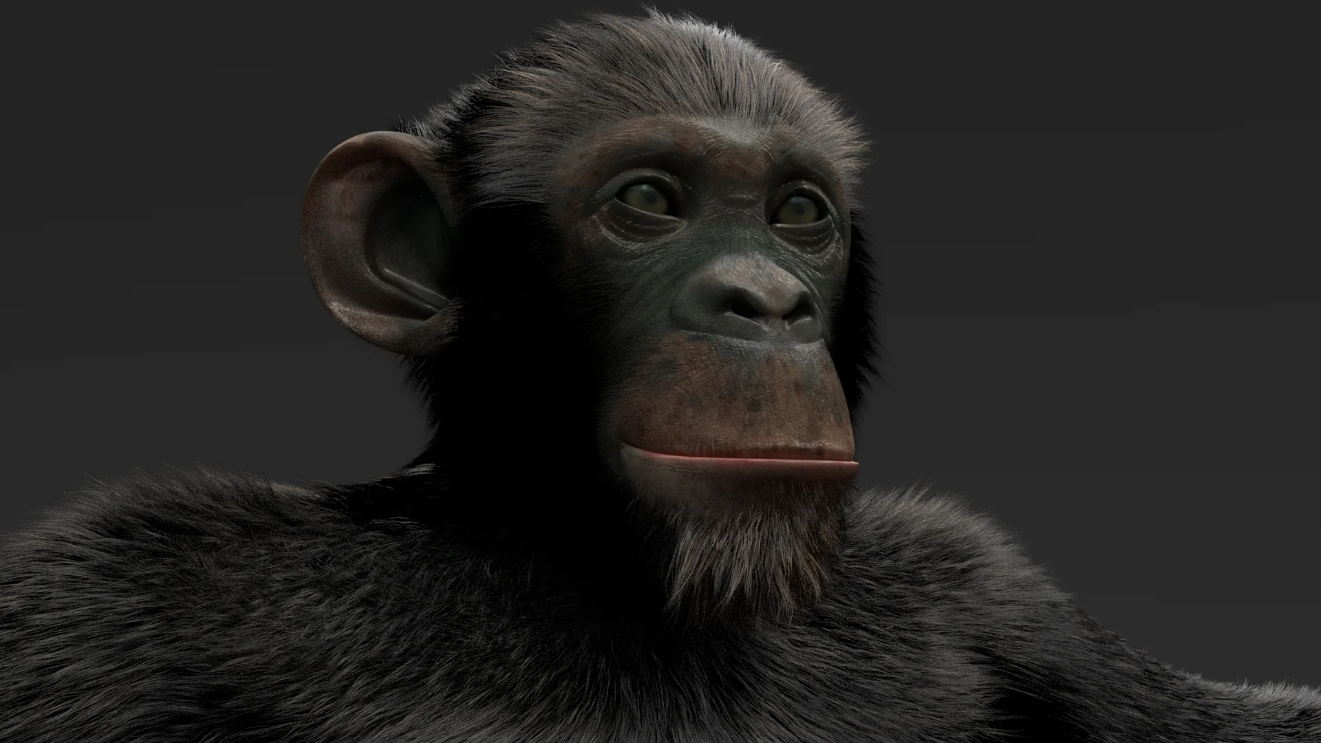 ChimpFur_2017.jpg