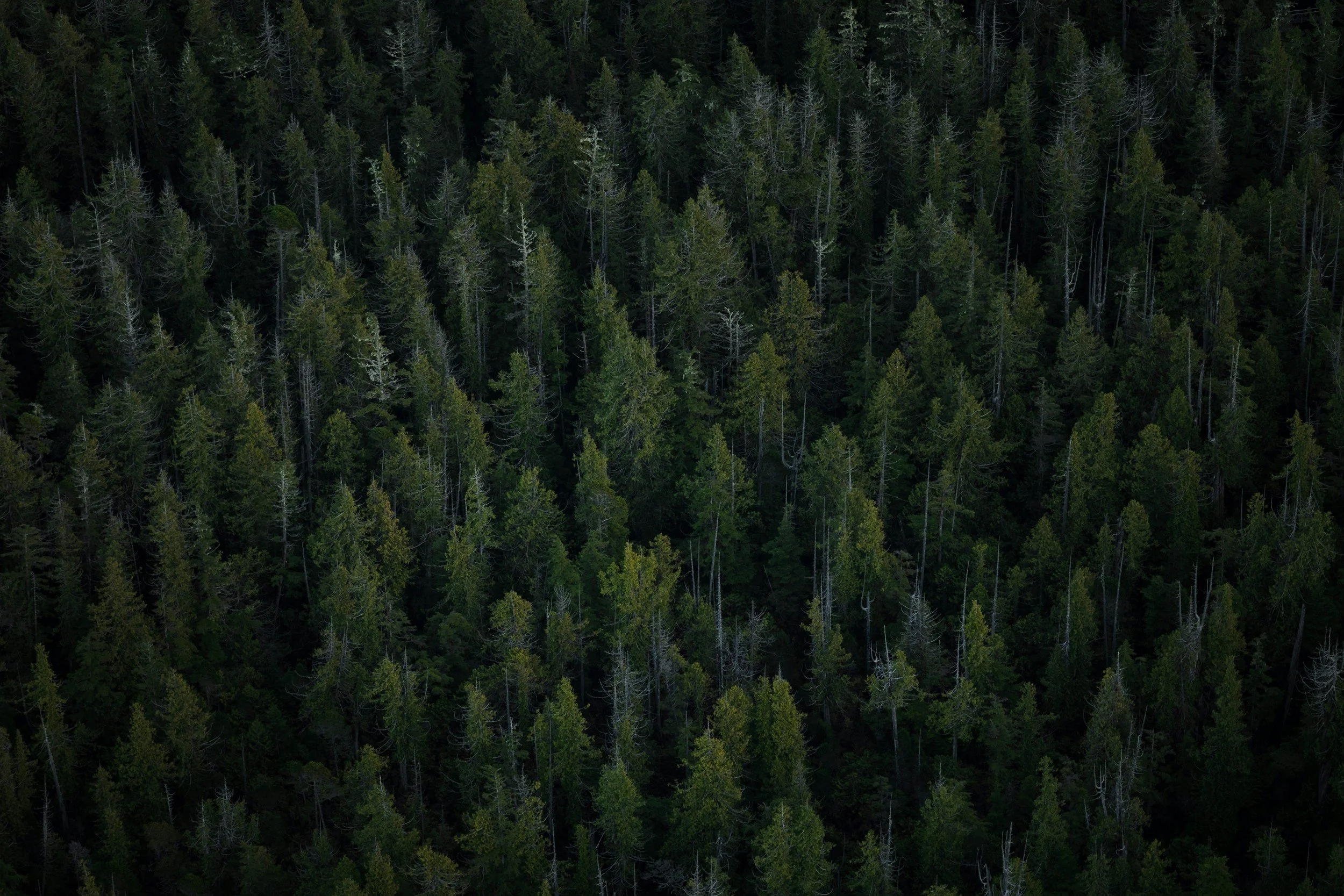 unsplash-image-3SYi9YfTXdU.jpg