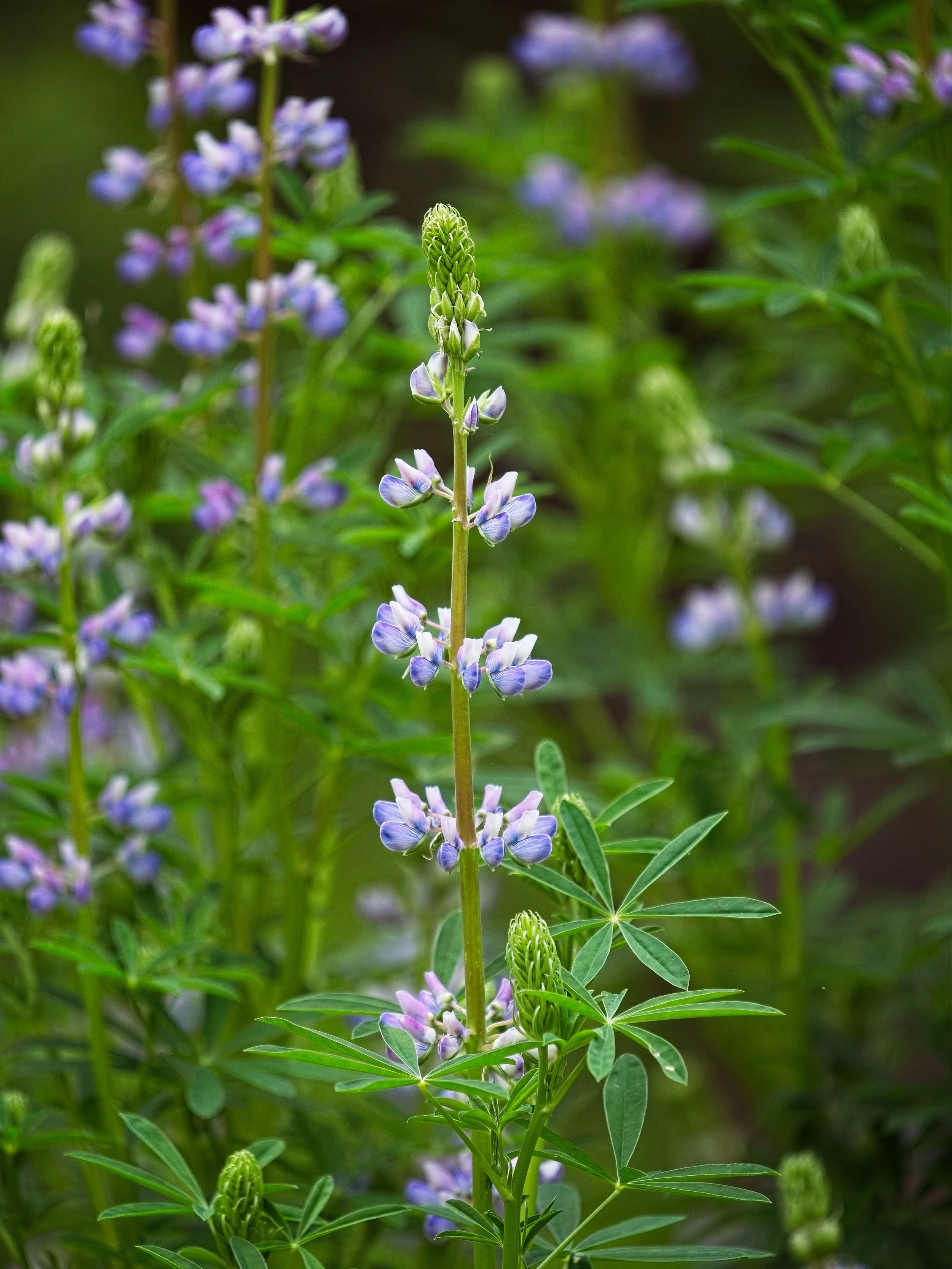 Plants