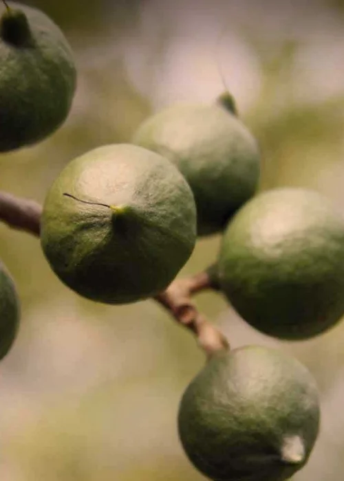 macadamia-nut-on-tree_web_darker_1500x1000.jpg