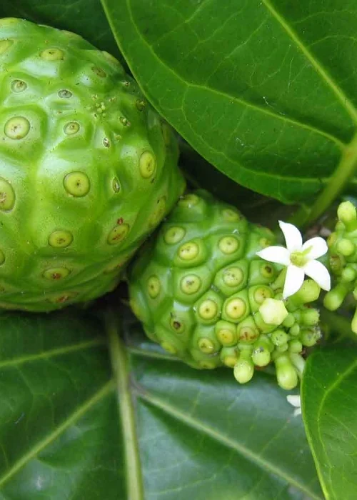 Noni_fruits_and_flowers_Morinda_citrifolia_web-1500x1000.jpg