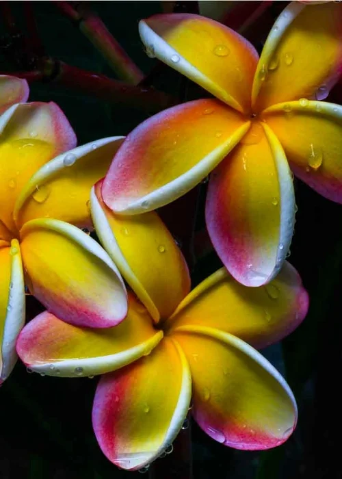 plumeria-Dark-Yellowpink_web_1500x1000.jpg