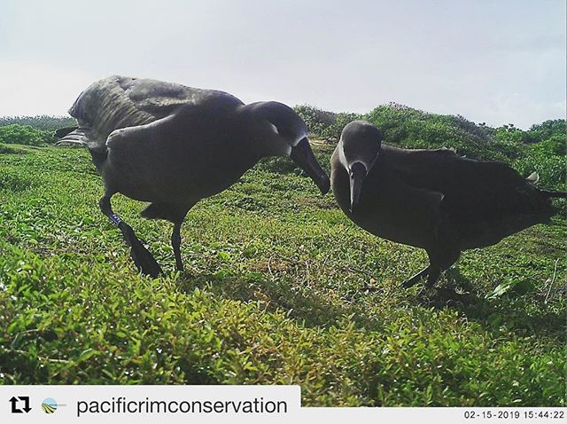 #Repost @pacificrimconservation with @get_repost
・・・
Albatross are flocking to Oahu, and its not just Laysan Albatross this year. Some of you may remember over the past few months a couple of Black-footed Albatross were hanging around Kaena Point and we are happy to report they were see again yesterday by our staff!
Flying together, dancing together, we have our fingers crossed these two have decided to make Oahu their forever home.
Visit us at www.pacificrimconservation.org to learn more about our work to save seabirds and Hawaii DLNR (Department of Land and Natural Resources)! #KaenaBlackfootedAlbatross #OahuSeabirdColony #SeabirdSurveys #SeabirdConservation #RestoringBiodiversity #PacificRimConservation