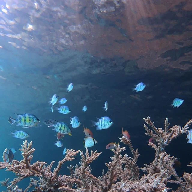 Did you know coral reefs might just have the highest biodiversity of any ecosystem on our planet? Even more remarkably, although they only make up about 1% of the ocean floor, it is believed that around 25% of marine life depend on coral reef ecosystems.
Now that’s something worth protecting!
#Repost @picrcpalau
#PICRC
#Conservation
#Science #reefsafe #marineecology #biodiversity #savethereef #kokuasuncare #palau