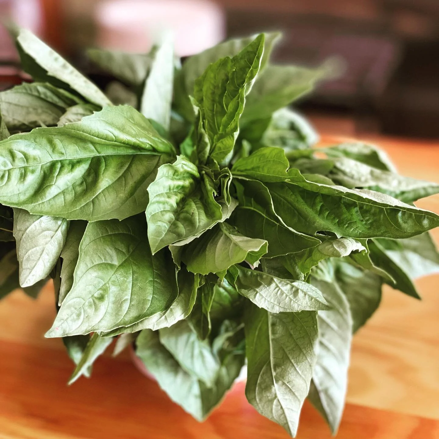 Beautiful basil from @corvuslanding for pizzas tonight! #eatlocal #supportafarmer #basil #summertime #pizza