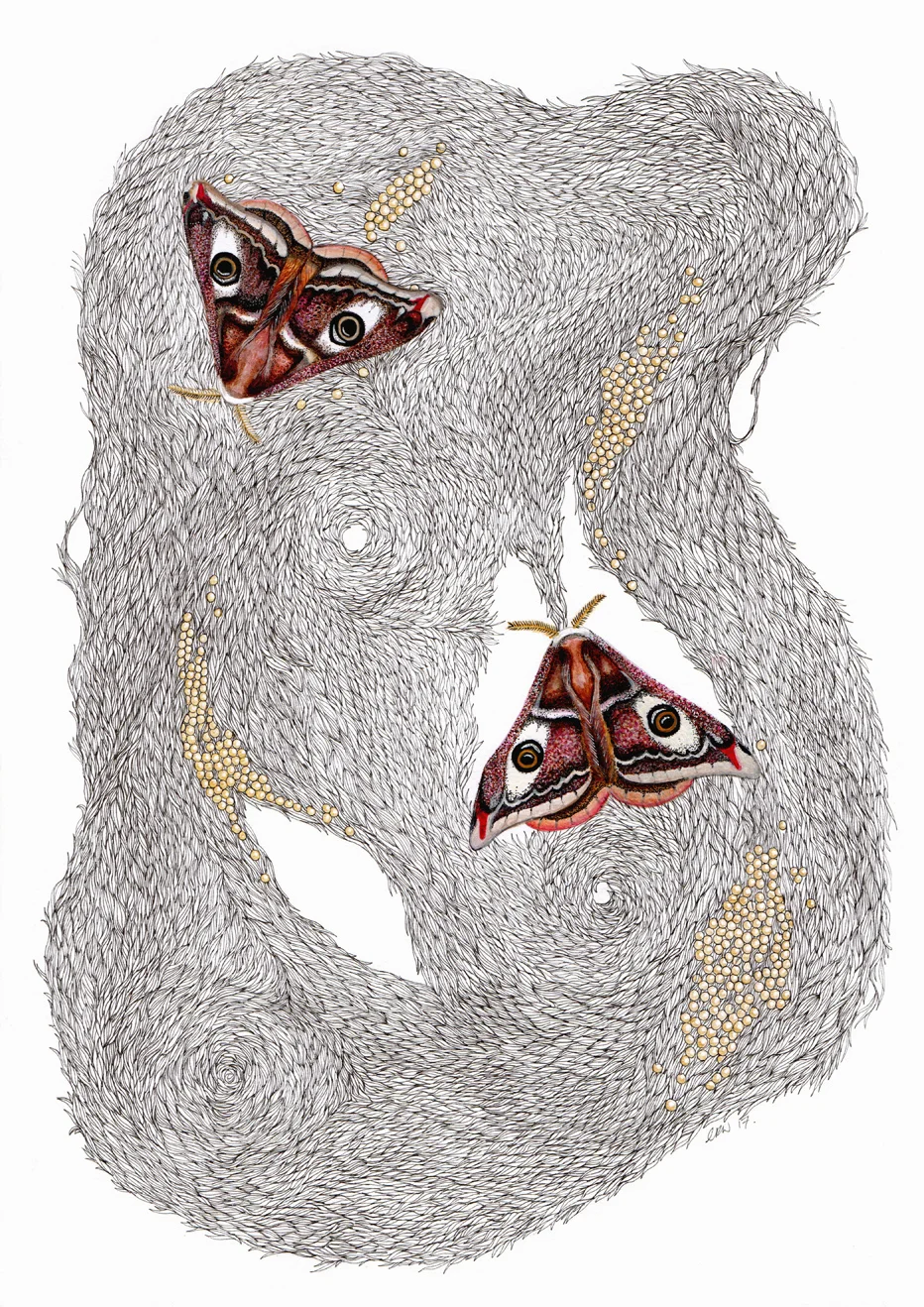Emperor Moth