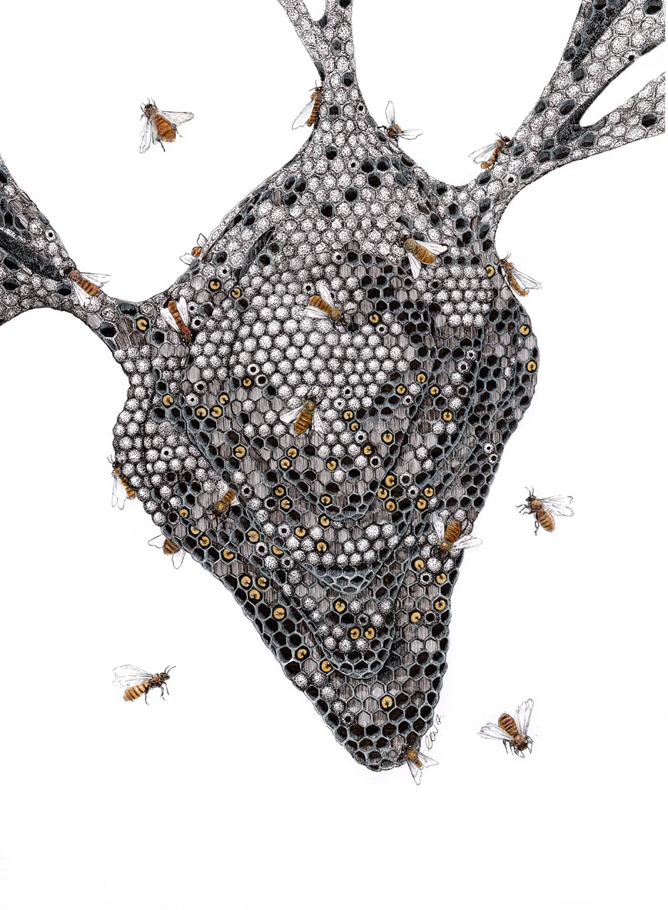 European Dark Honey Bee