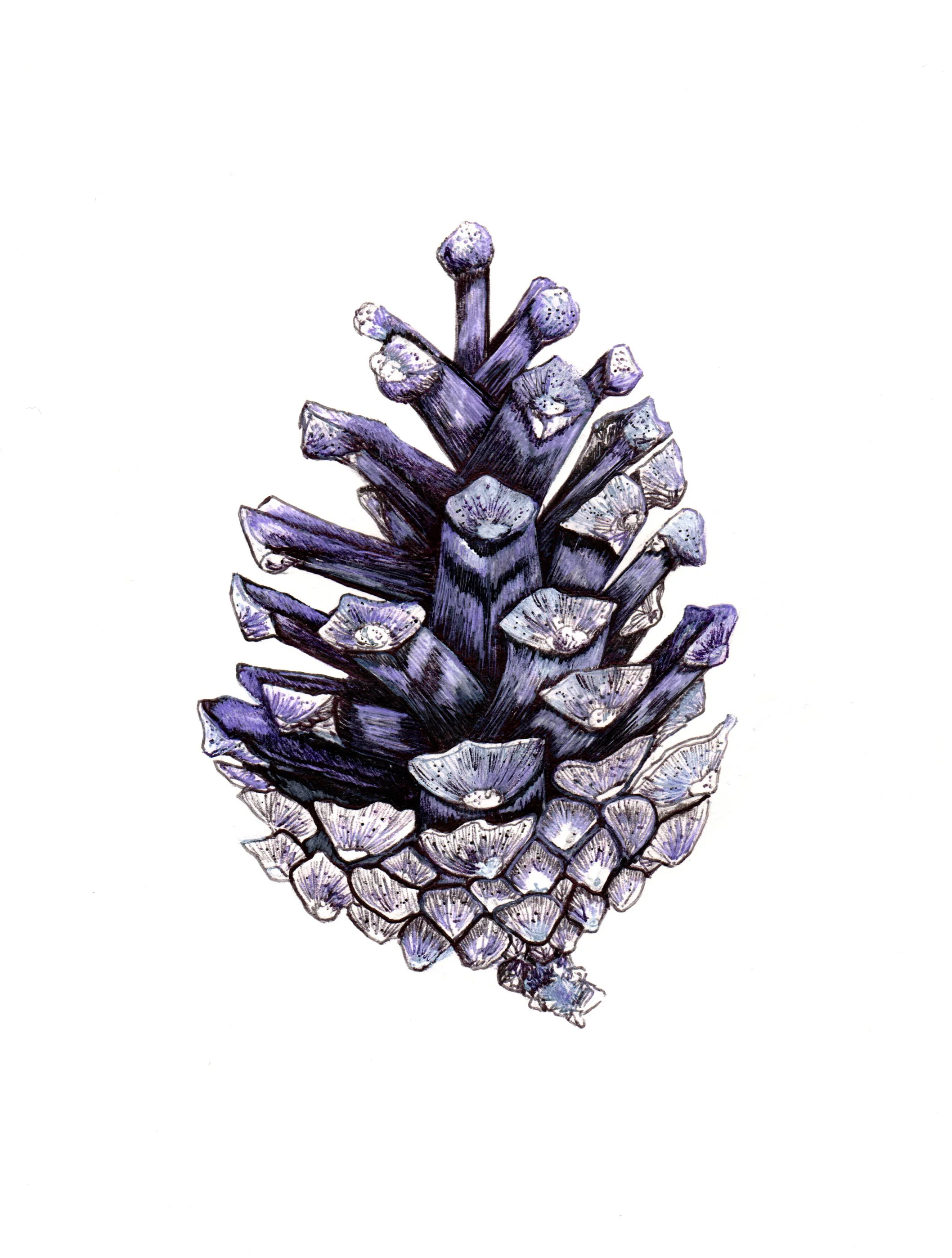 Pine Cone III.jpg