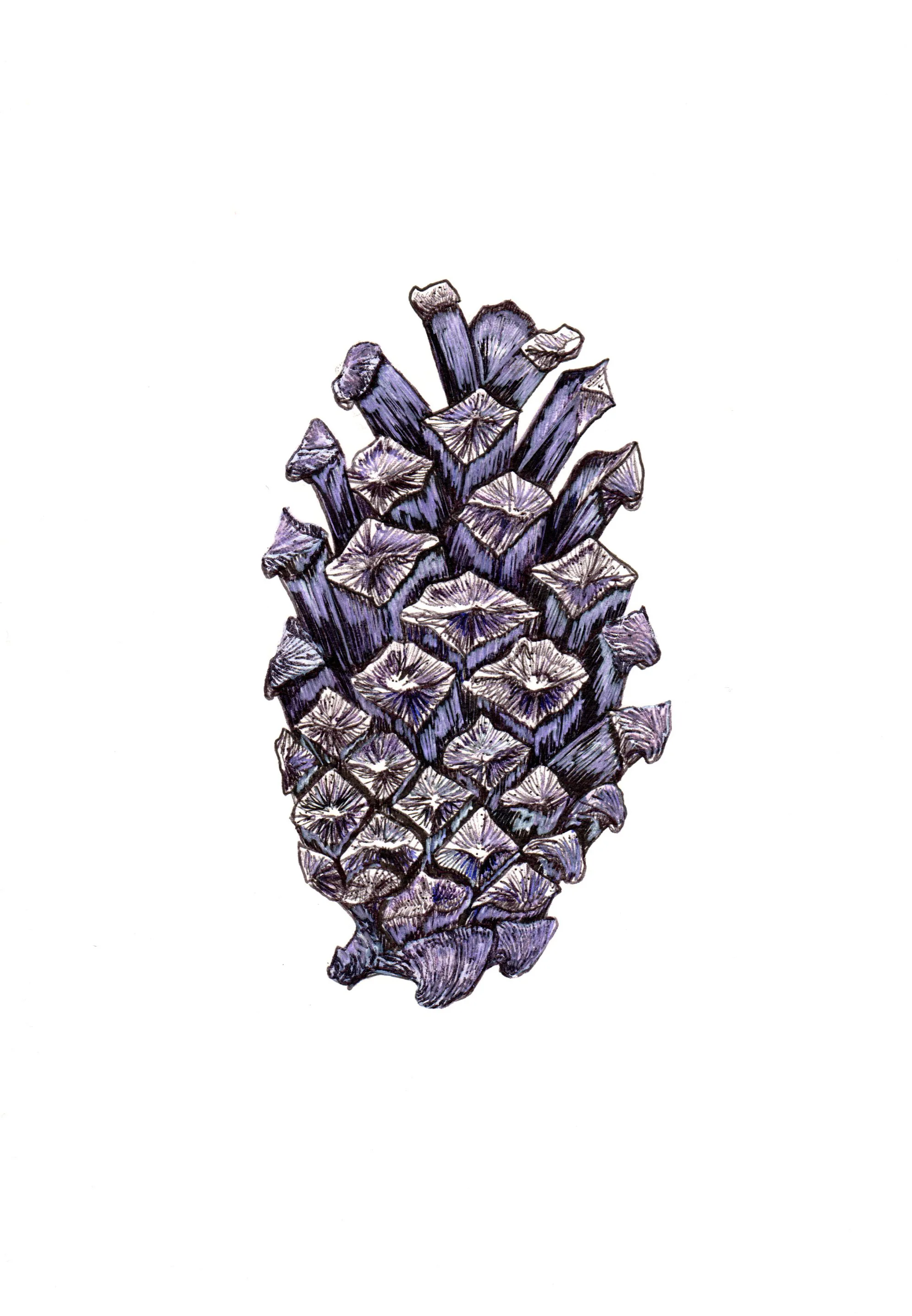 Pine Cone II.jpg