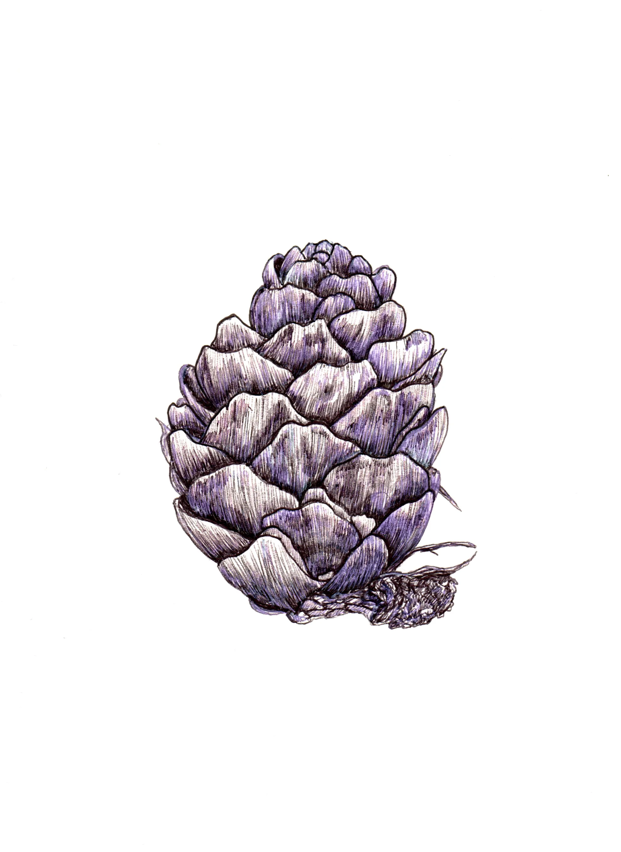 Pine Cone I.jpg
