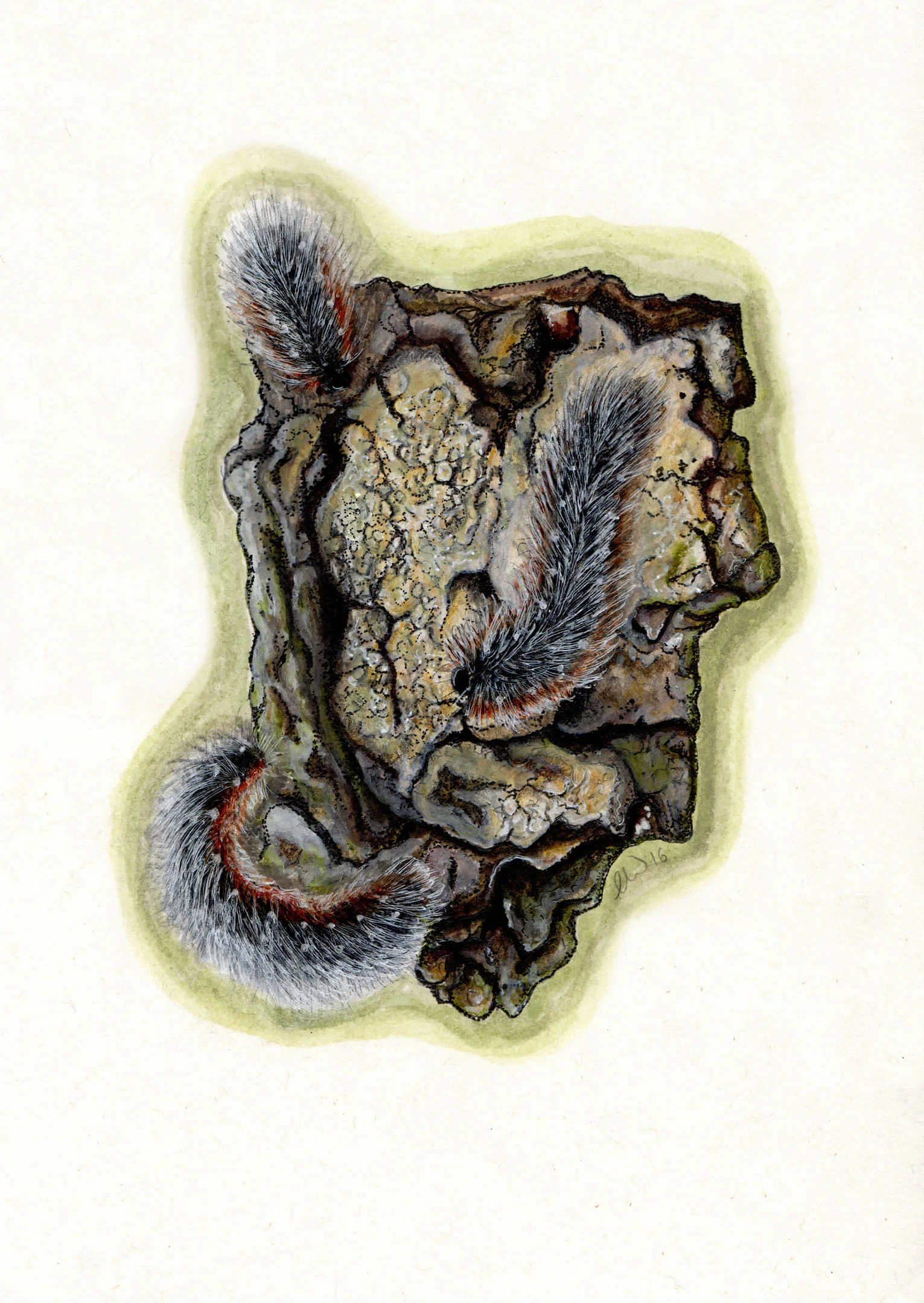 Garden Tiger Caterpillar