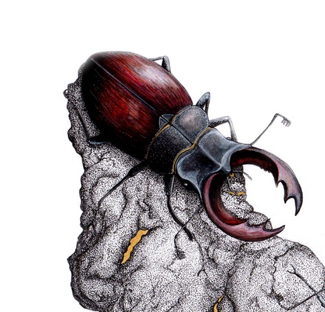 Stag+Beetles+-+Website.jpg