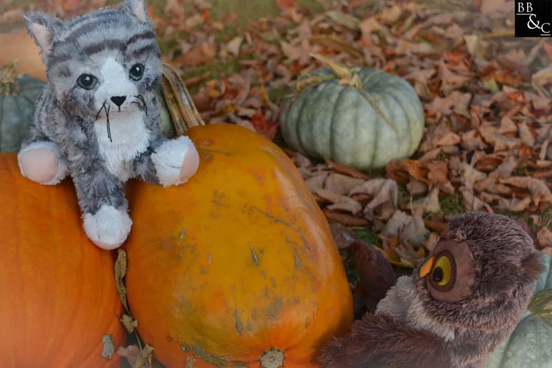 you know Hoot, I love autumn. why, Penelope?