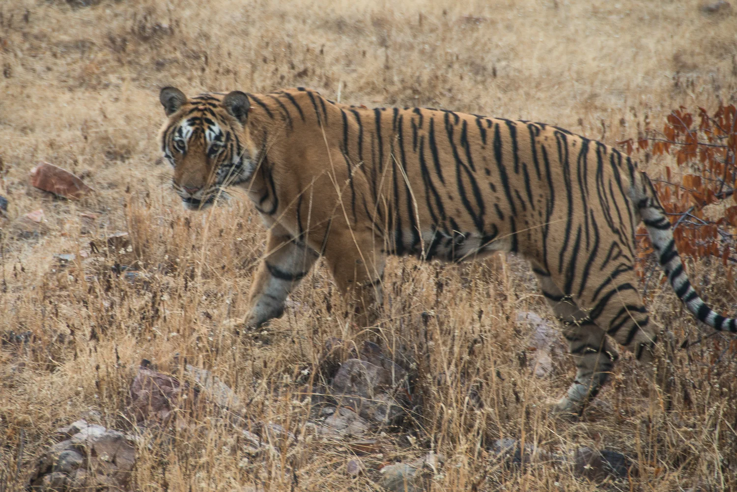 INDIA_2015-1342-Edit.jpg