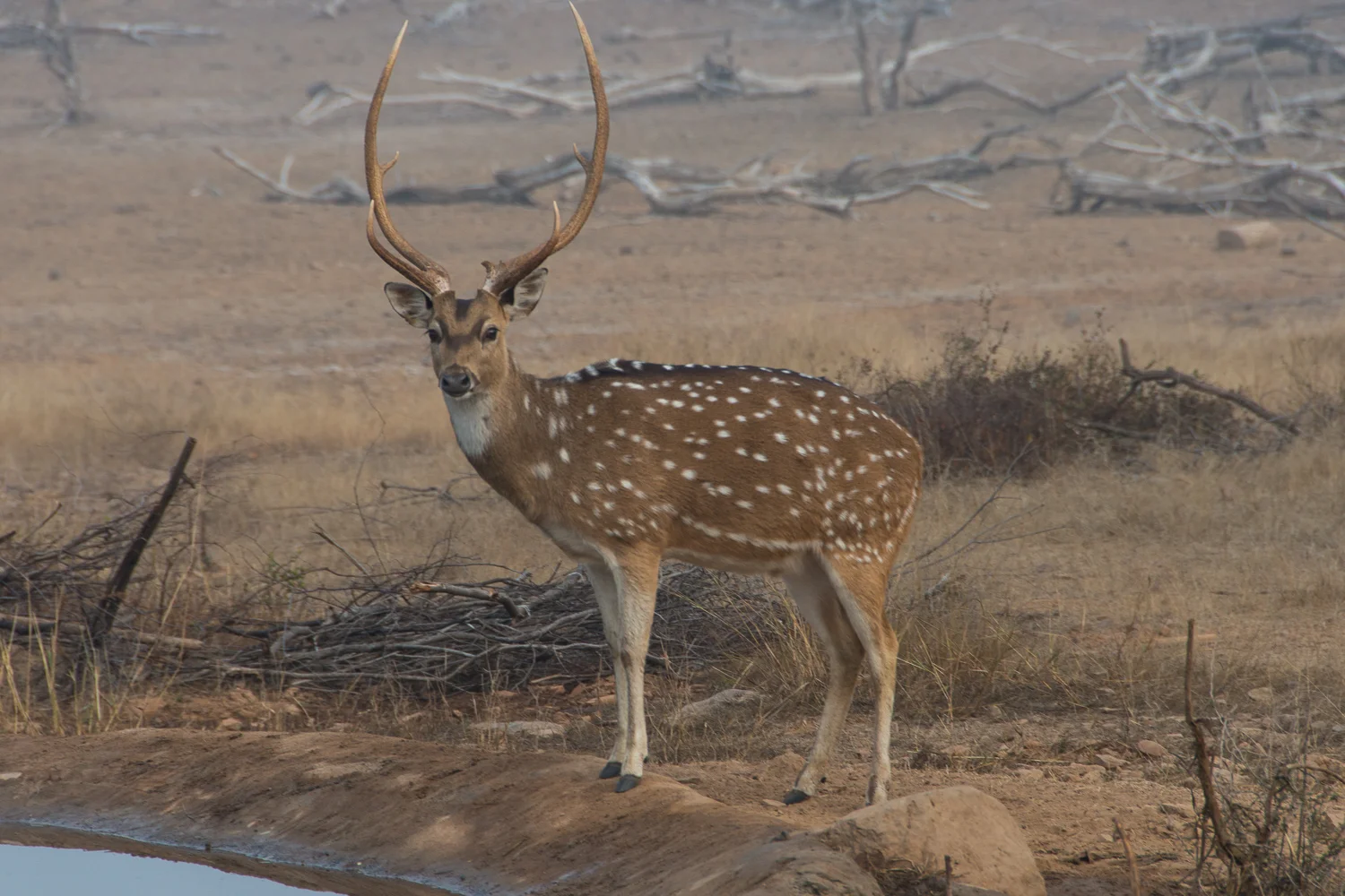 INDIA_2015-1362.jpg