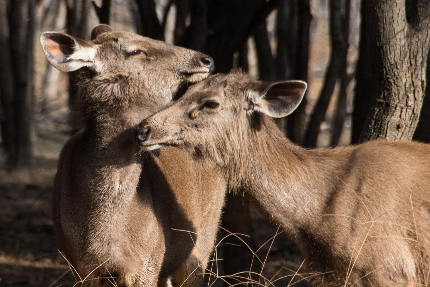 INDIA_2015-1492.jpg