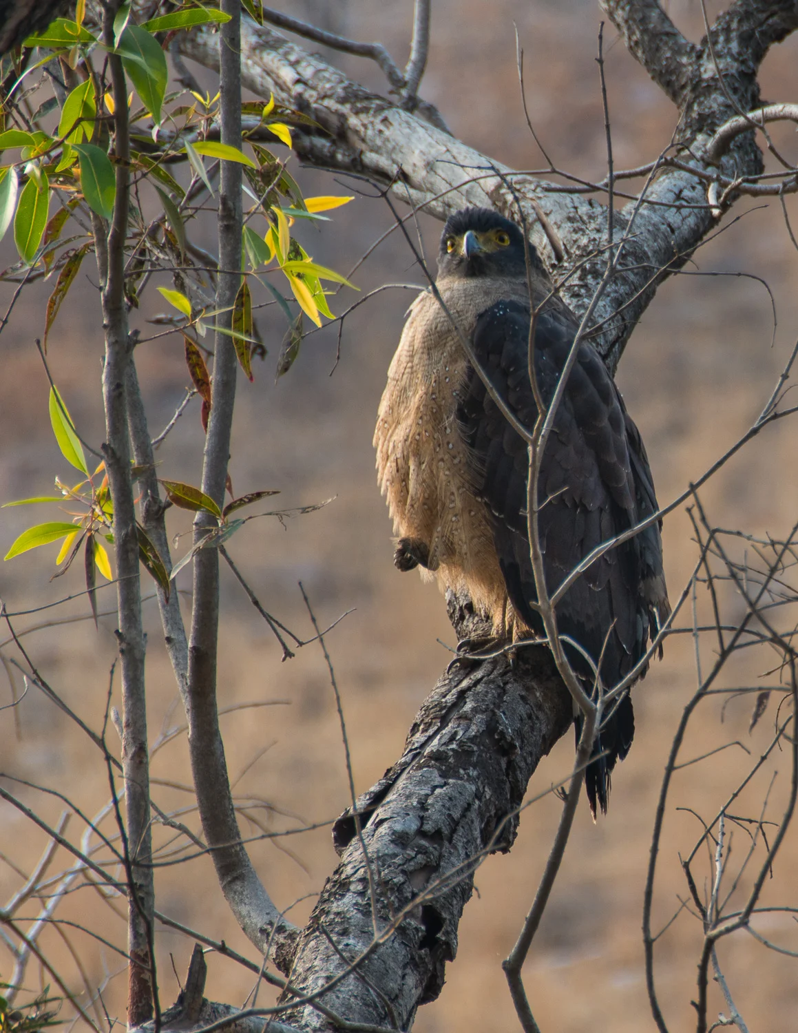 INDIA_2015-1570.jpg