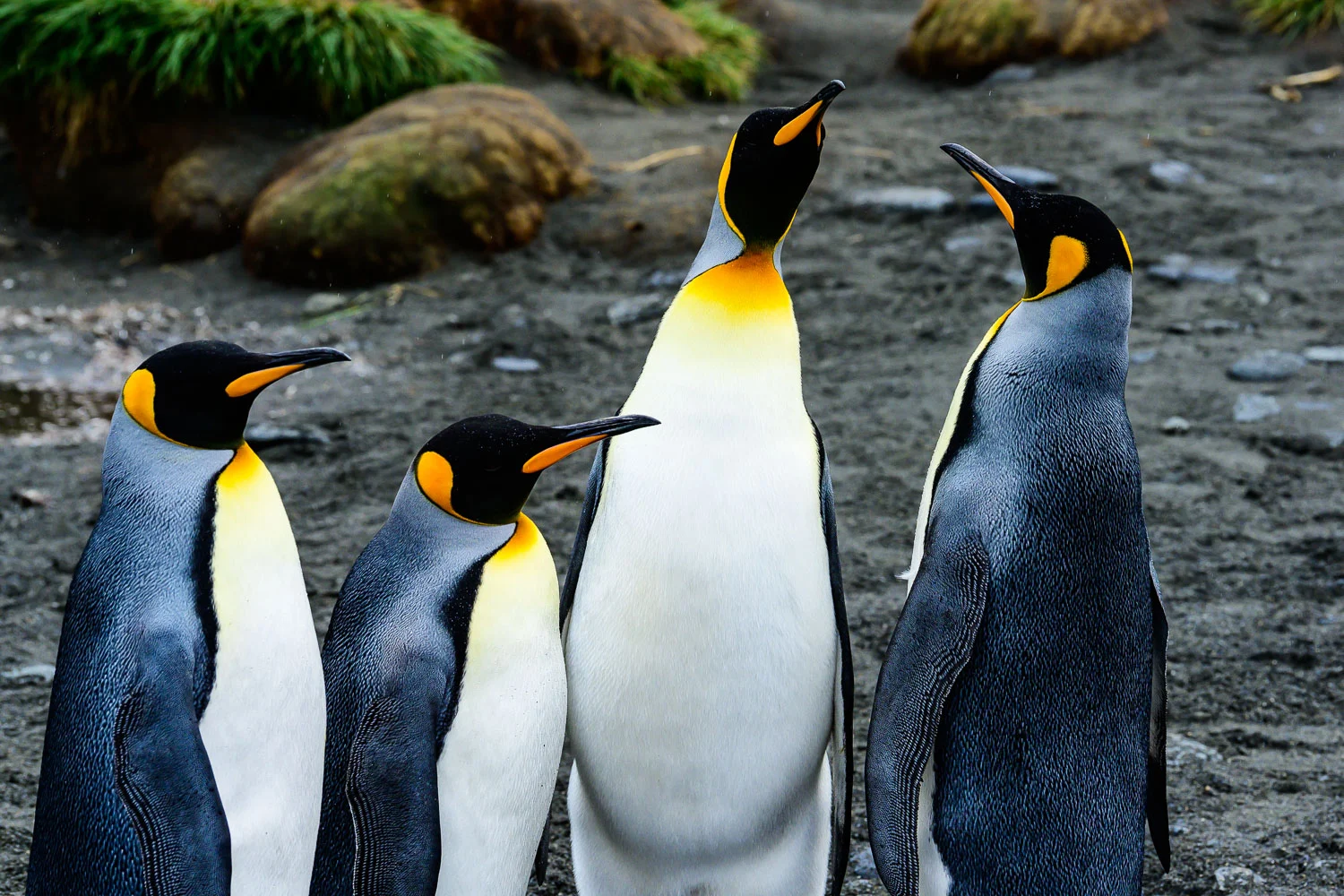 King Penguins