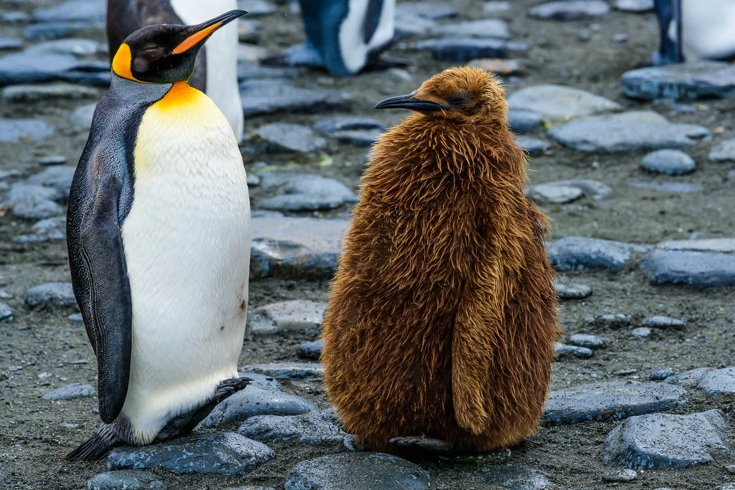 King Penguin with Chick