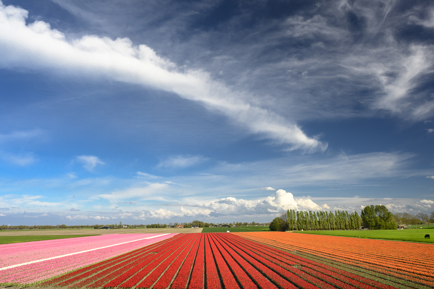 WestFriesland-1.jpg