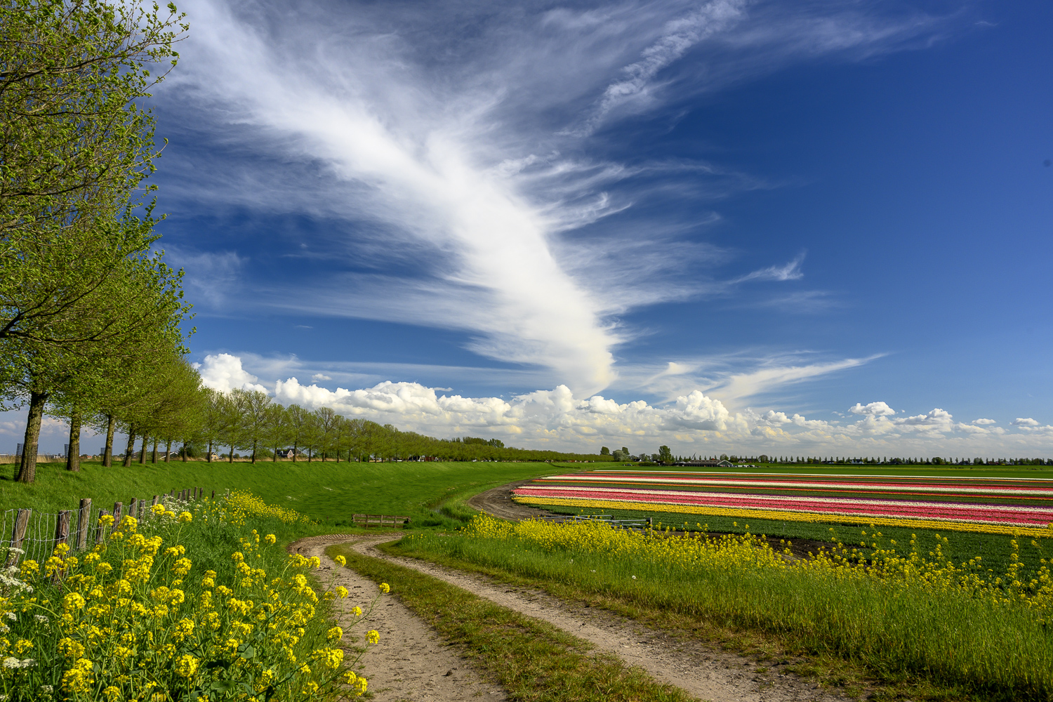 WestFriesland-2.jpg