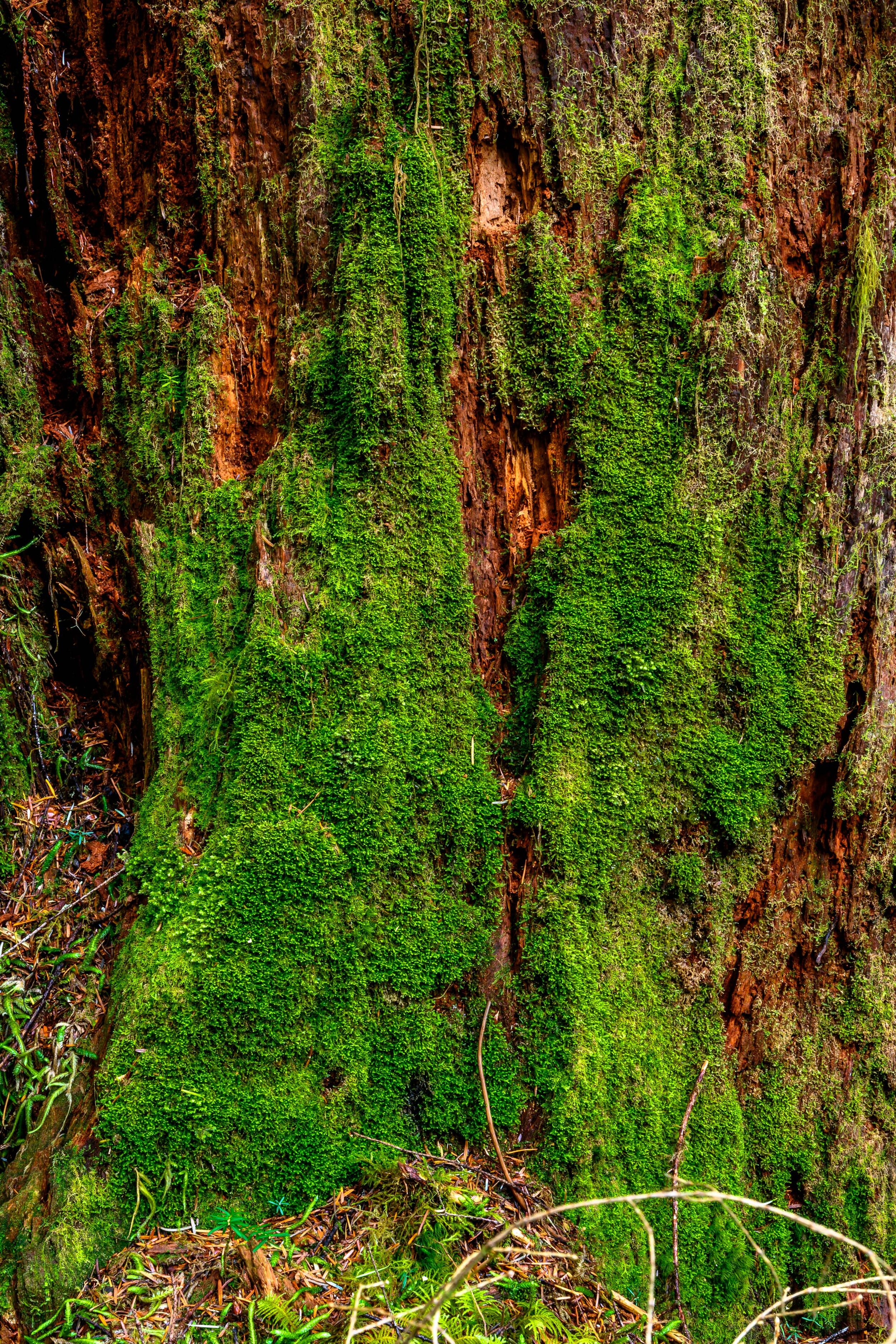 Thomas Wilson Photography - Olympic National Park-6.jpg