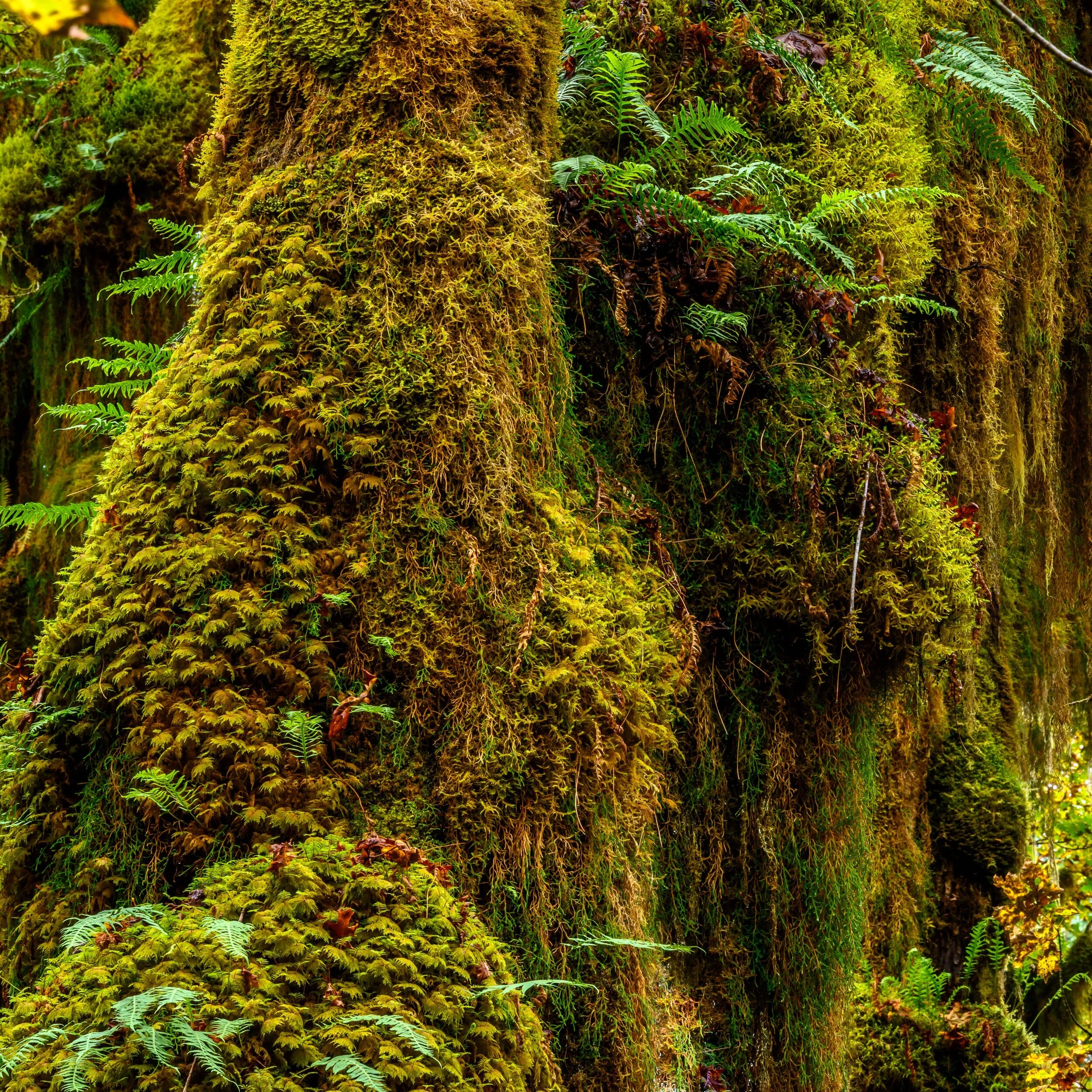Thomas Wilson Photography - Olympic National Park-10.jpg