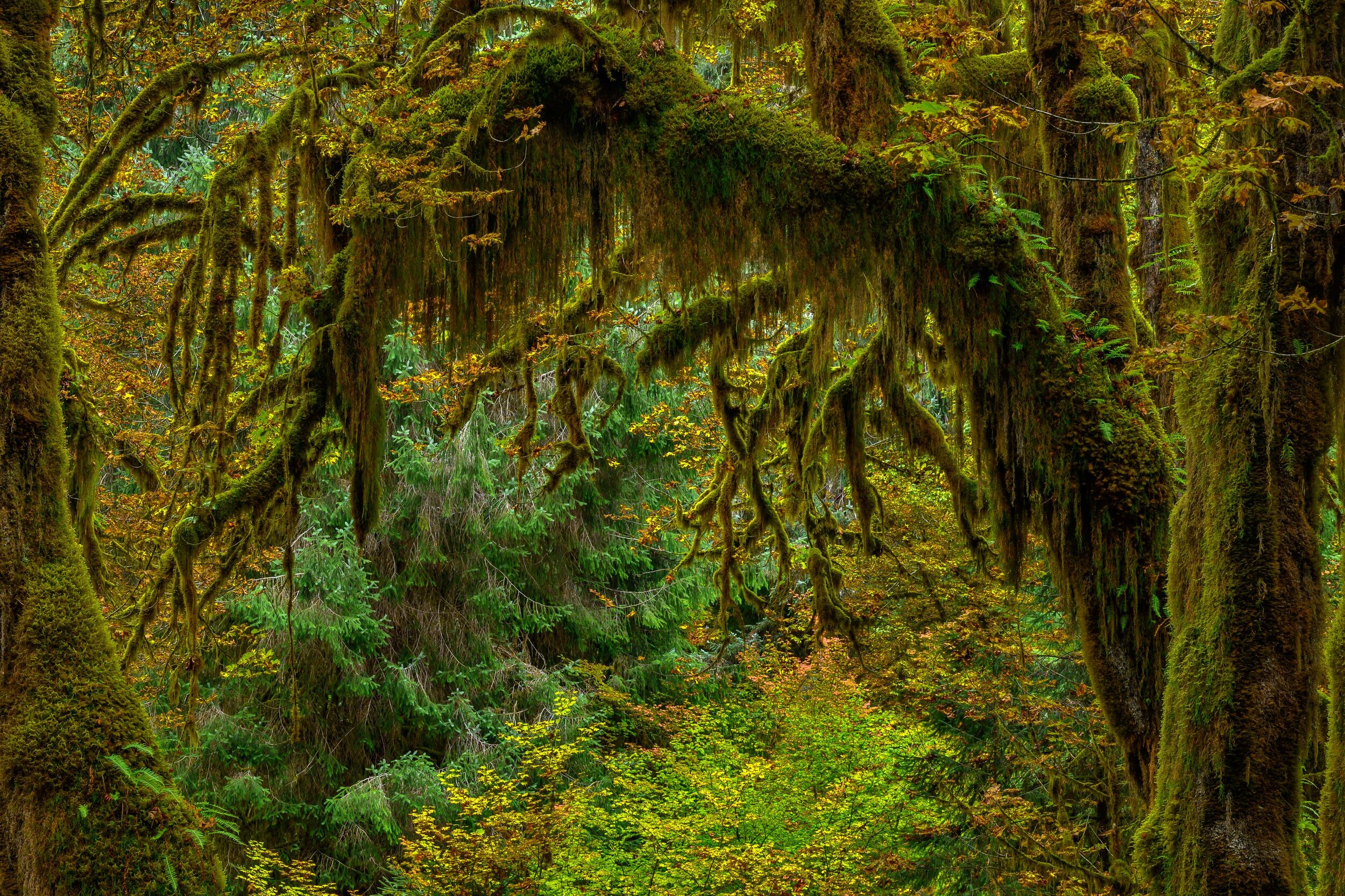 Thomas Wilson Photography - Olympic National Park-11.jpg