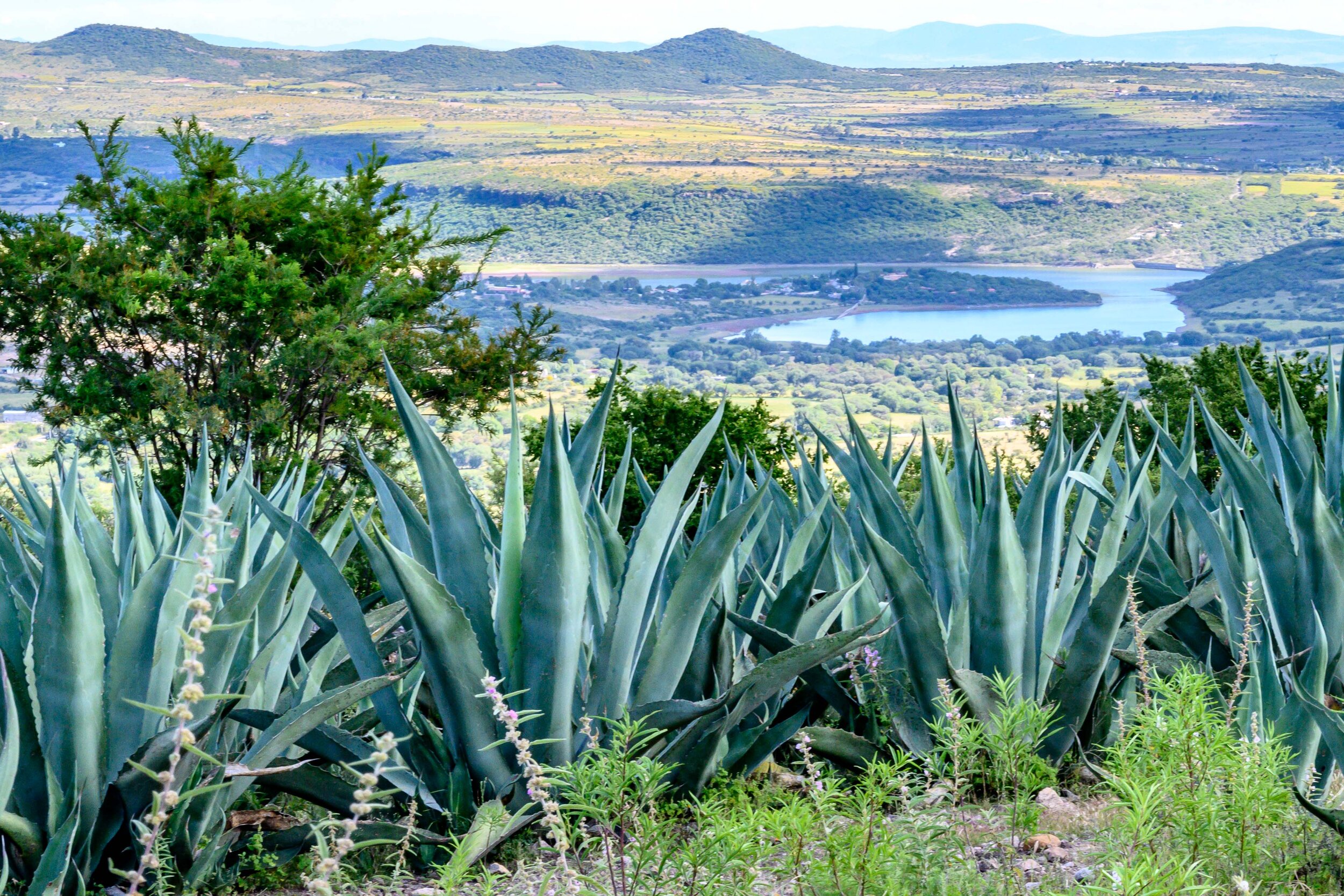 Maguey (Agave) plants used to make Pulque, an ancient alcoholic beverage 
