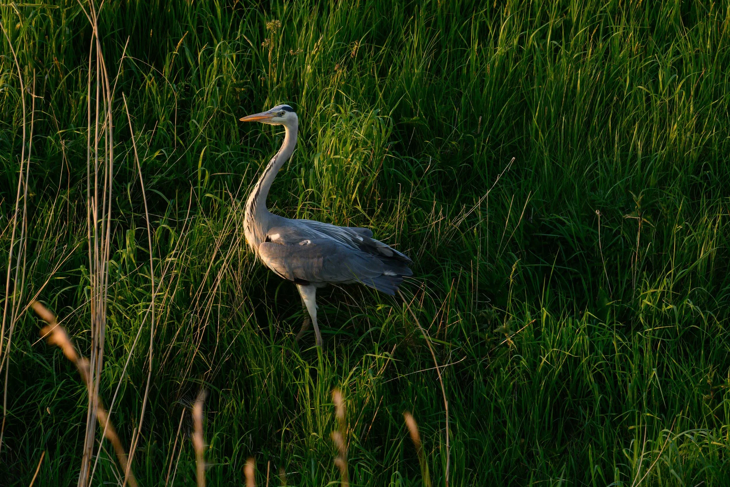 Thomas Wilson Photography - Gallery demo-15.jpg