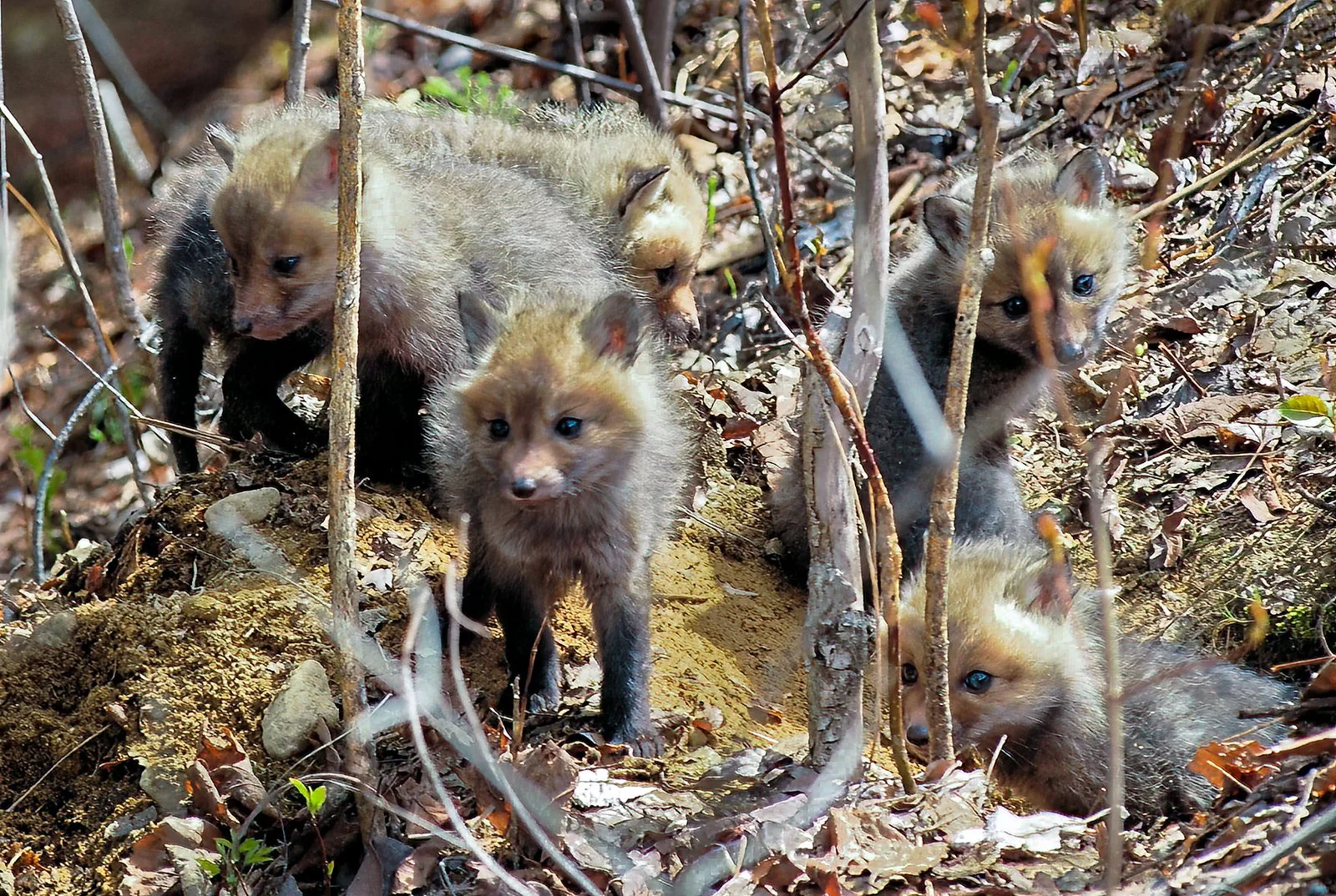 Fox Pups