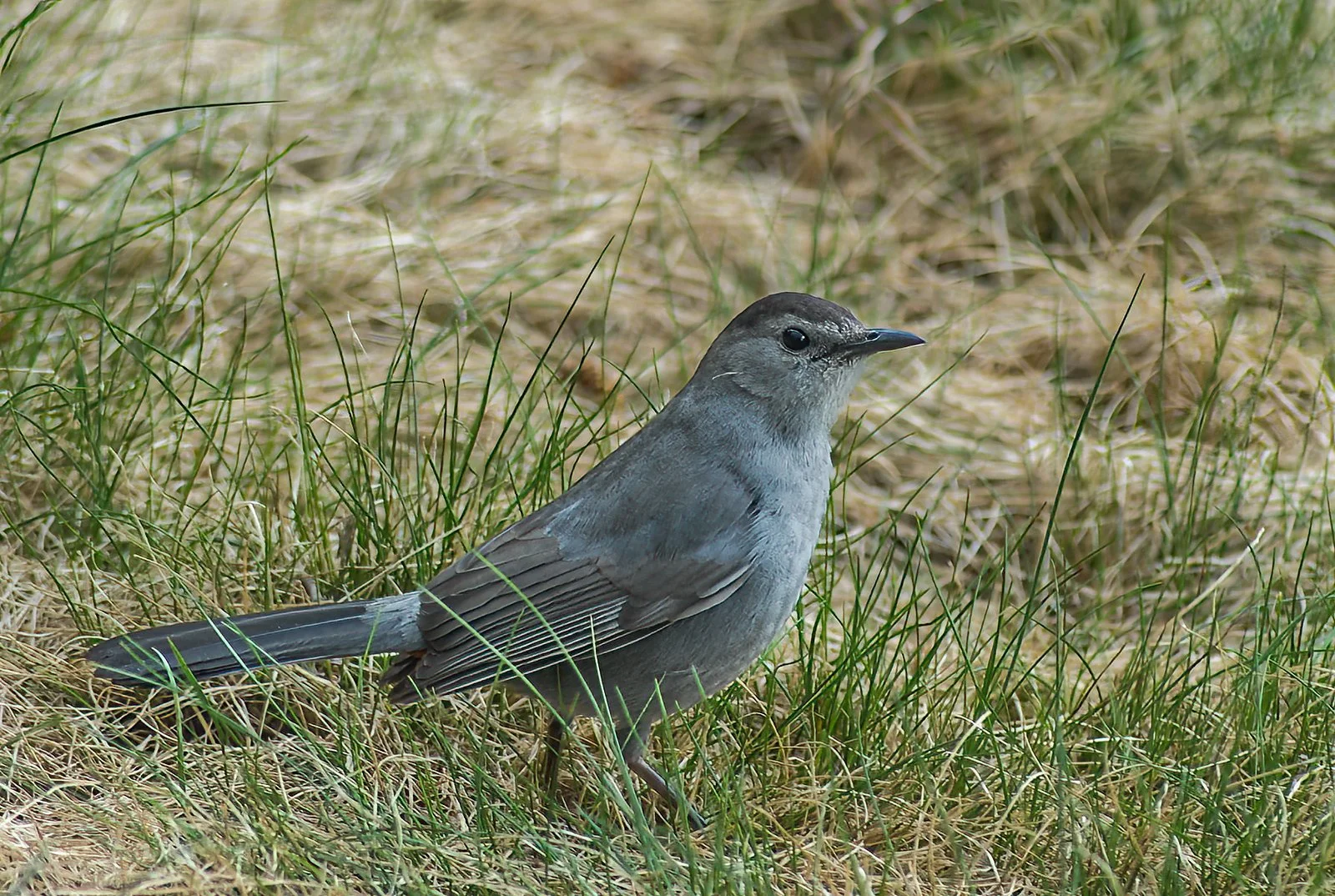 Catbird