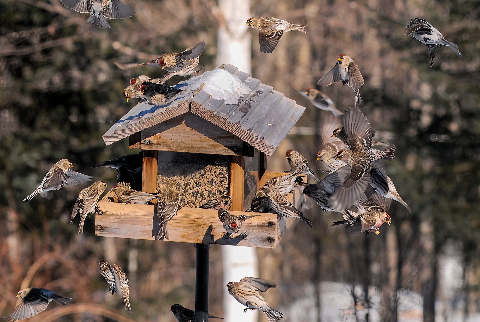 Redpolls-50-Edit.jpg