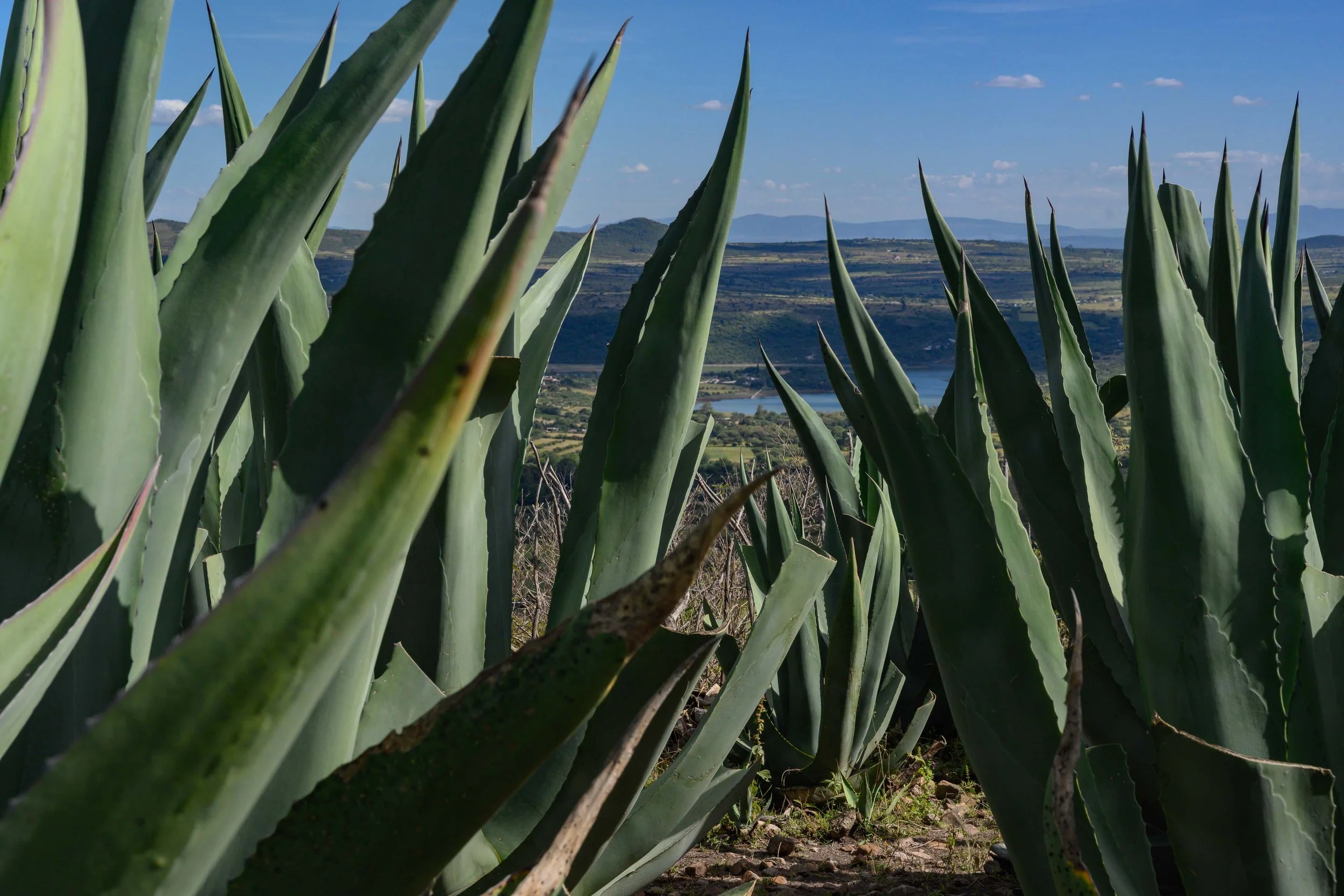 San Miguel ThomasEWilson-2.jpg