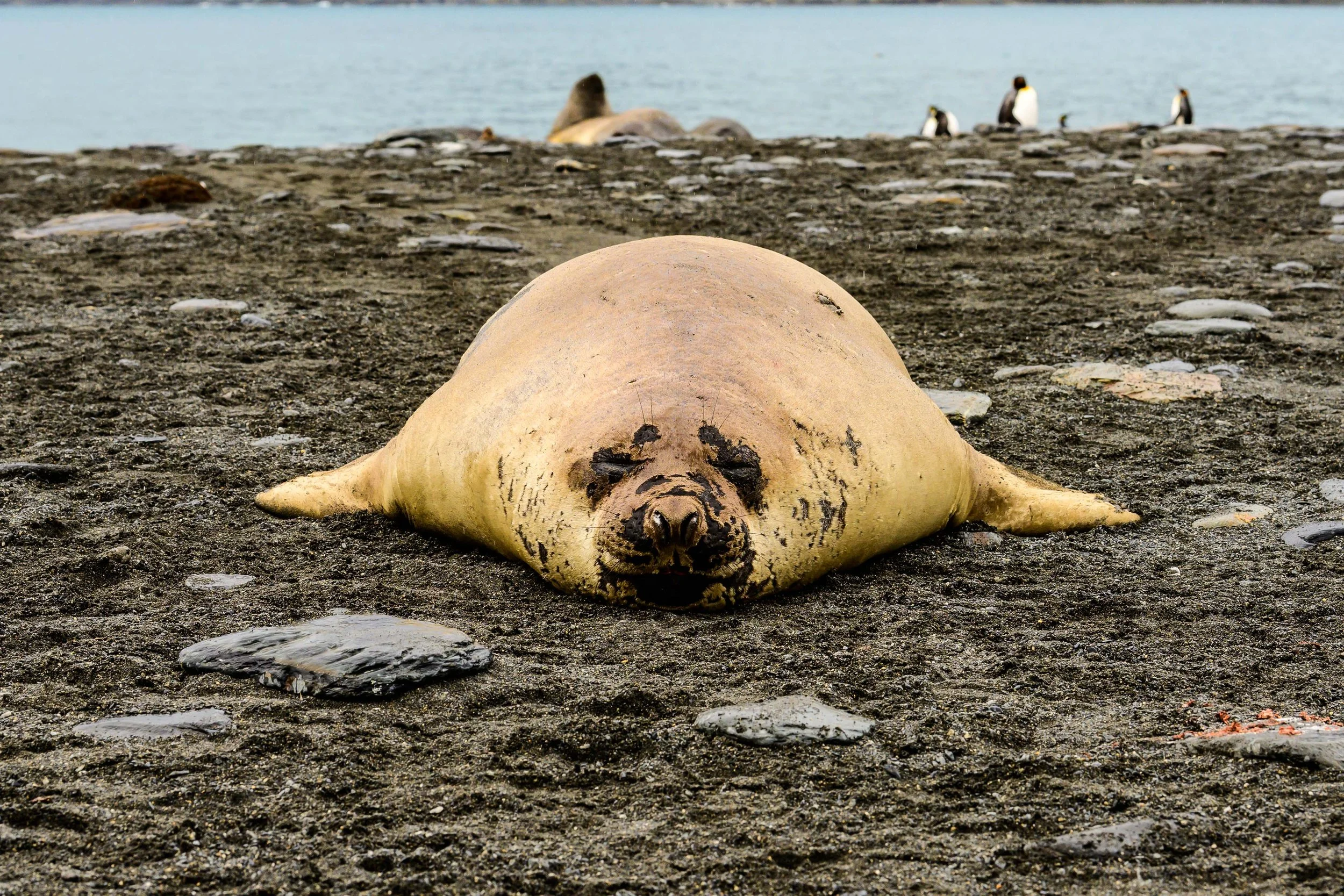 Seal, Gold Harbour, South Georgia