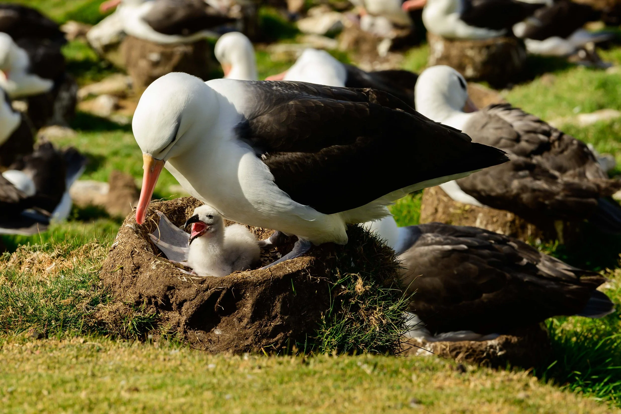 Black Browed Albatross, Falklands, Antarctica