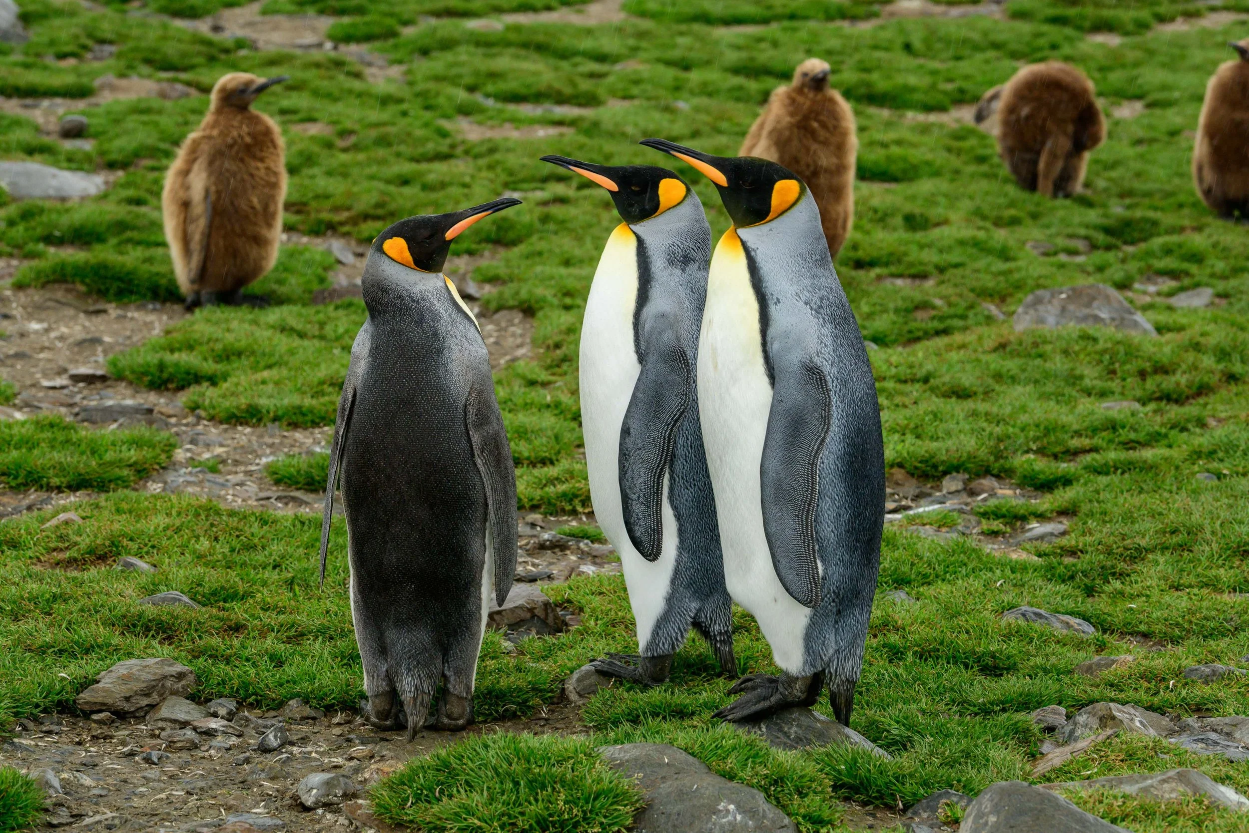 King Penguin, St. Andrews Bay, South Georgia