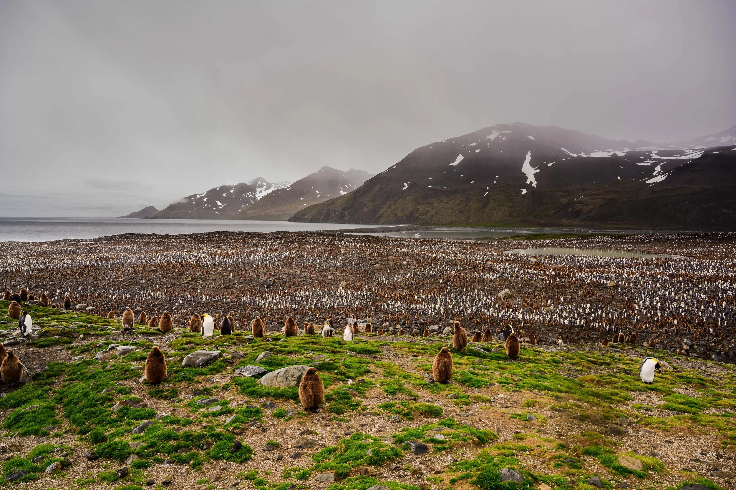 King Penguin Colony, St. Andrews Bay, South Georgia