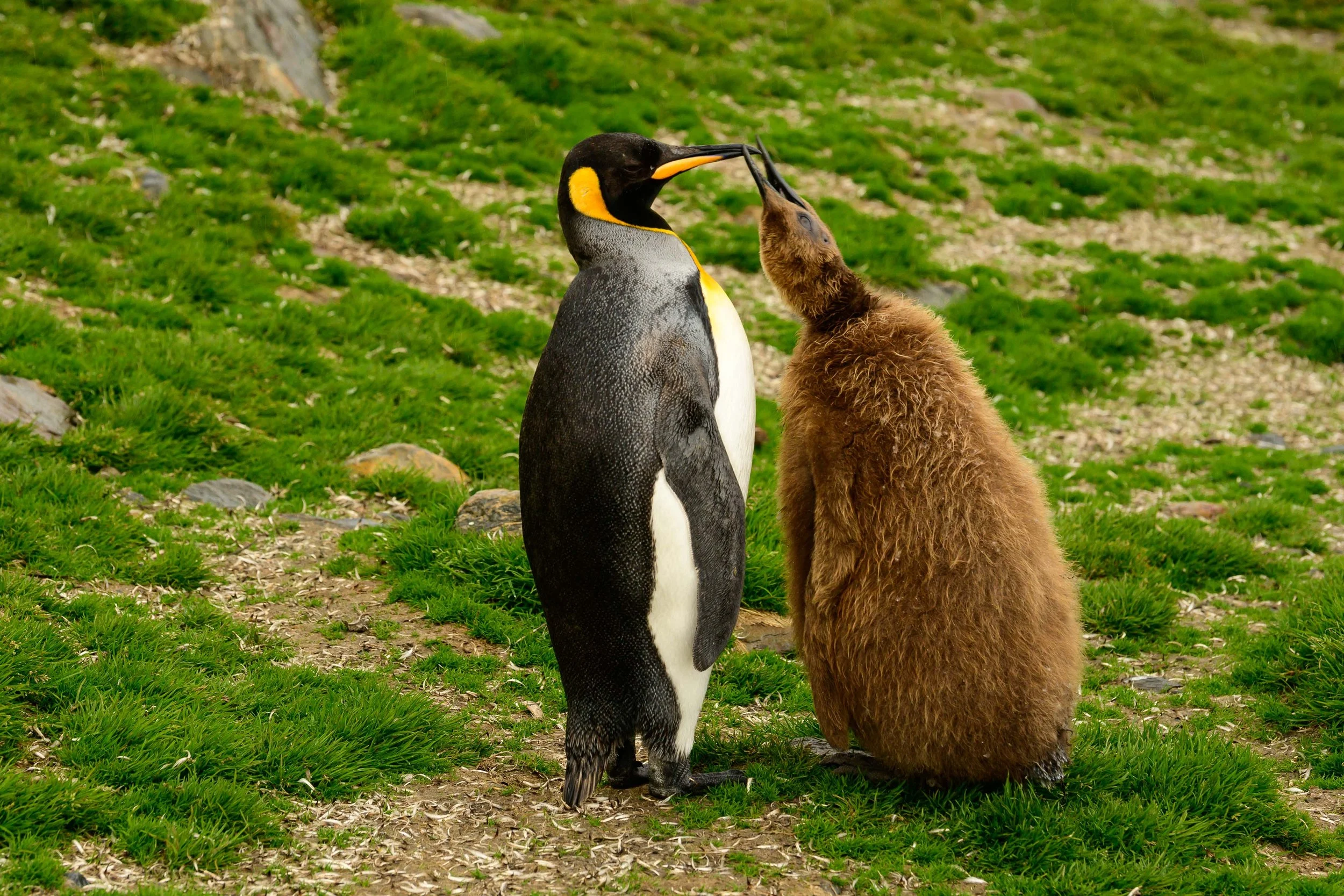 King Penguin, St. Andrews Bay, South Georgia