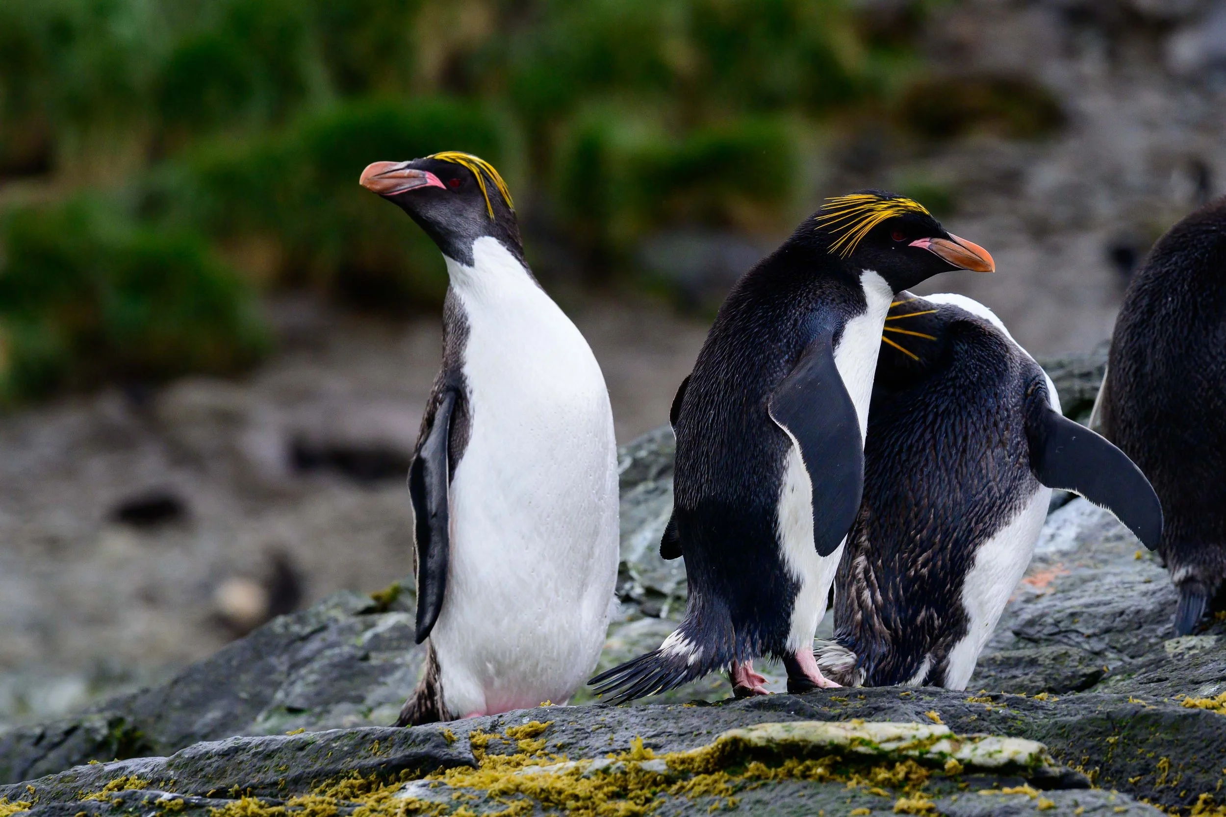 Macaroni Penguin, South Georgia, Antarctica
