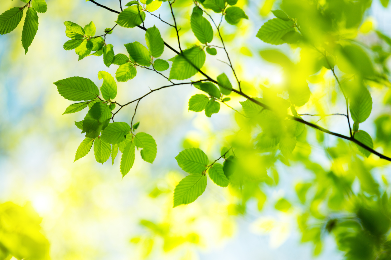 iStock-639993222.jpg