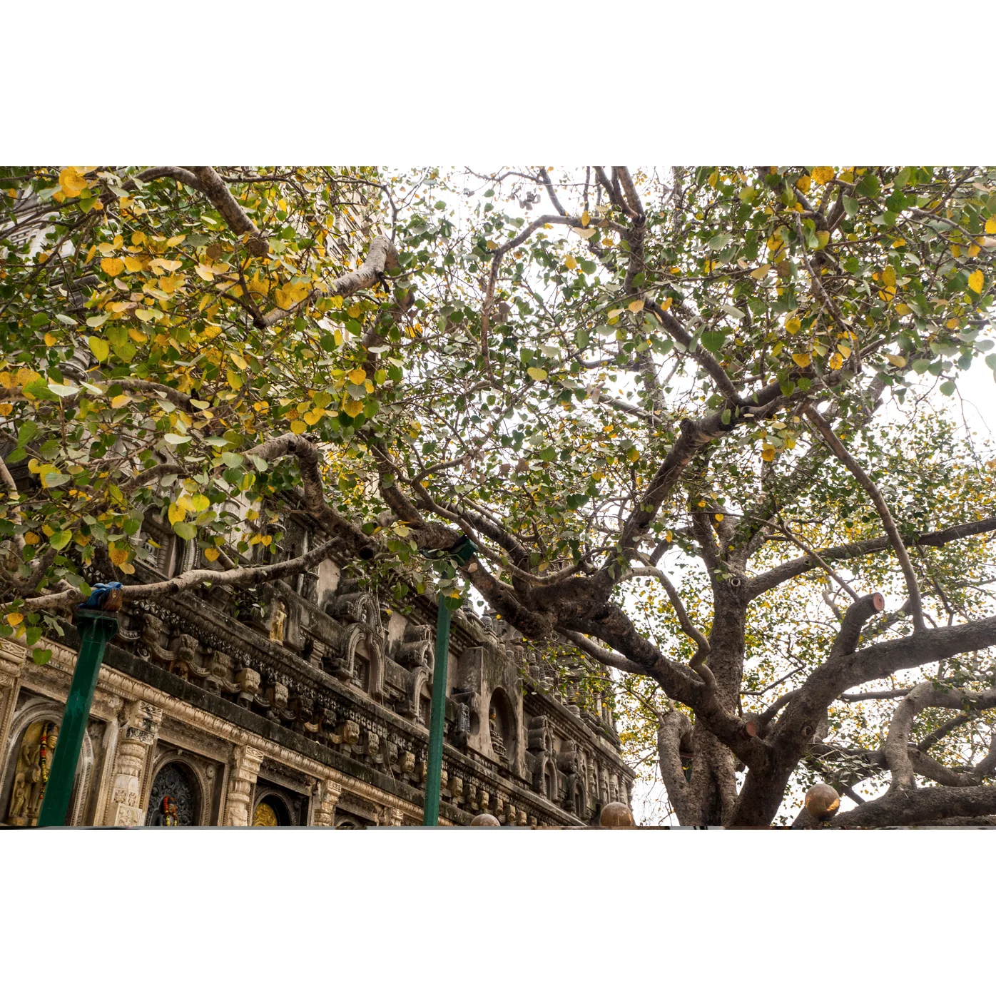 bodhgaya.jpg