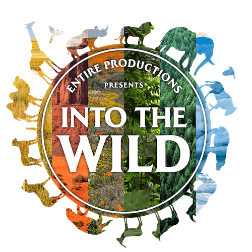 Into The Wild - Entire Productions