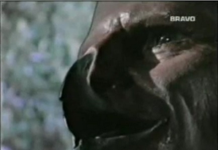 manimal2.jpg