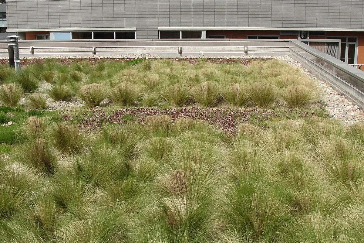 Green Roof