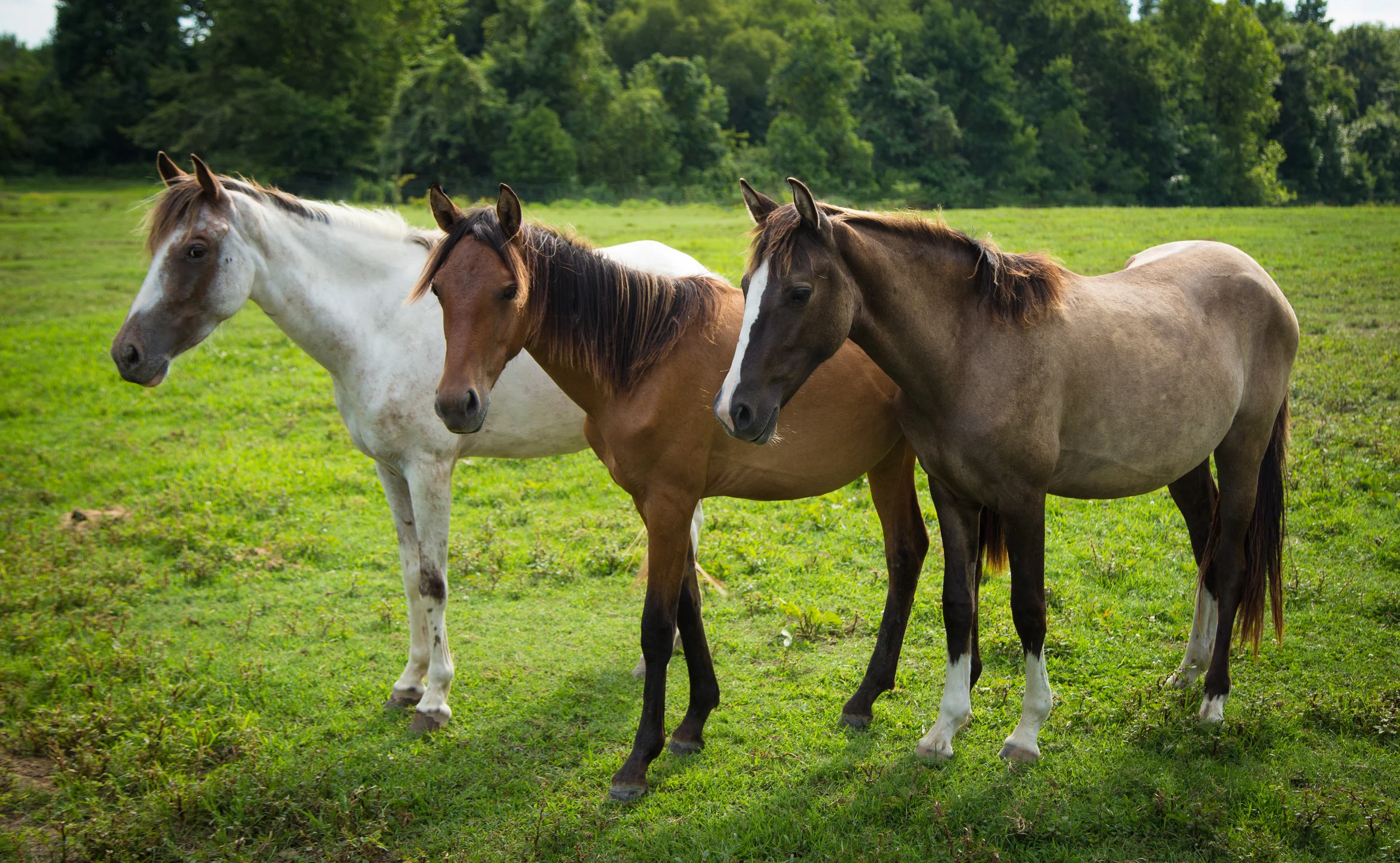 Colonial Spanish Mustangs