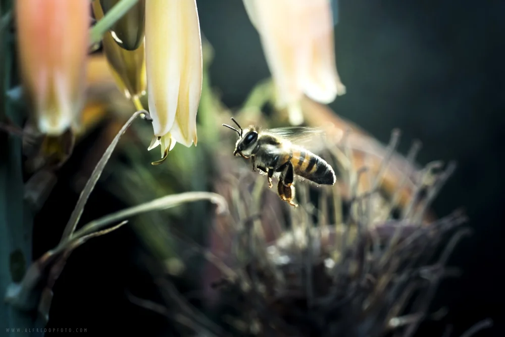 Abeja melífera (Apis mellifera).
